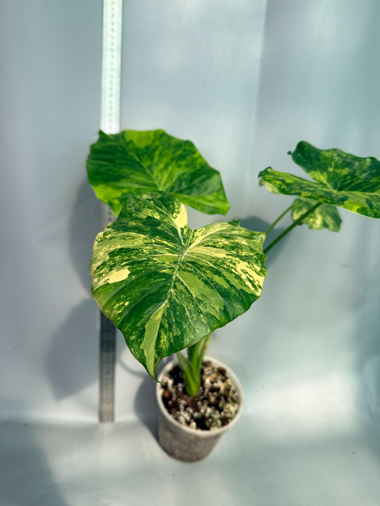 Alocasia Odora Variegata Aurea 4