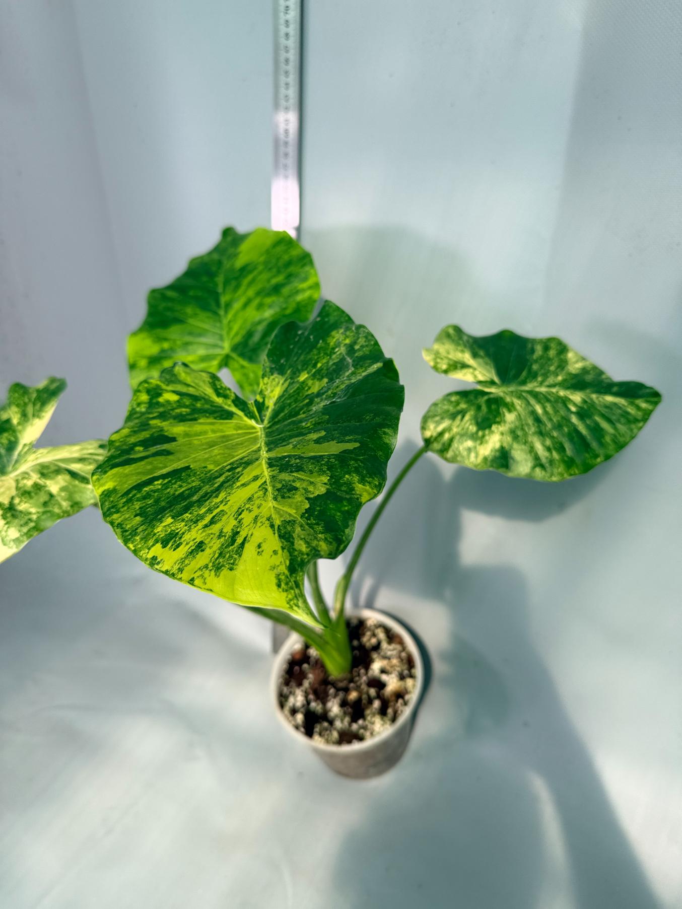 Alocasia Odora Variegata Aurea 5