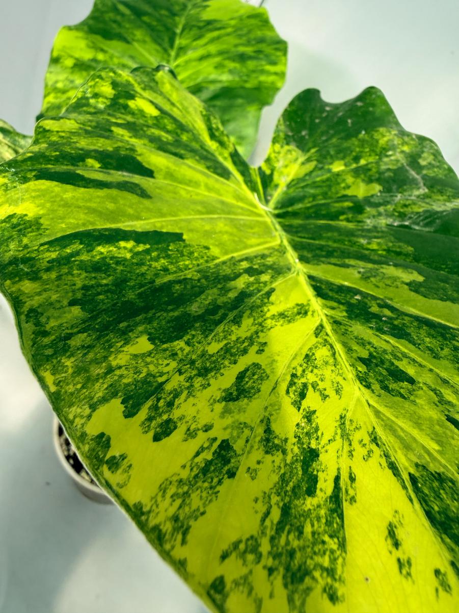 Alocasia Odora Variegata Aurea 3