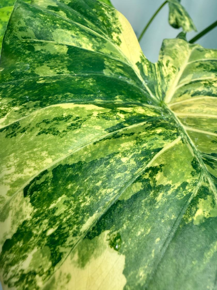 Alocasia Odora Variegata Aurea 2