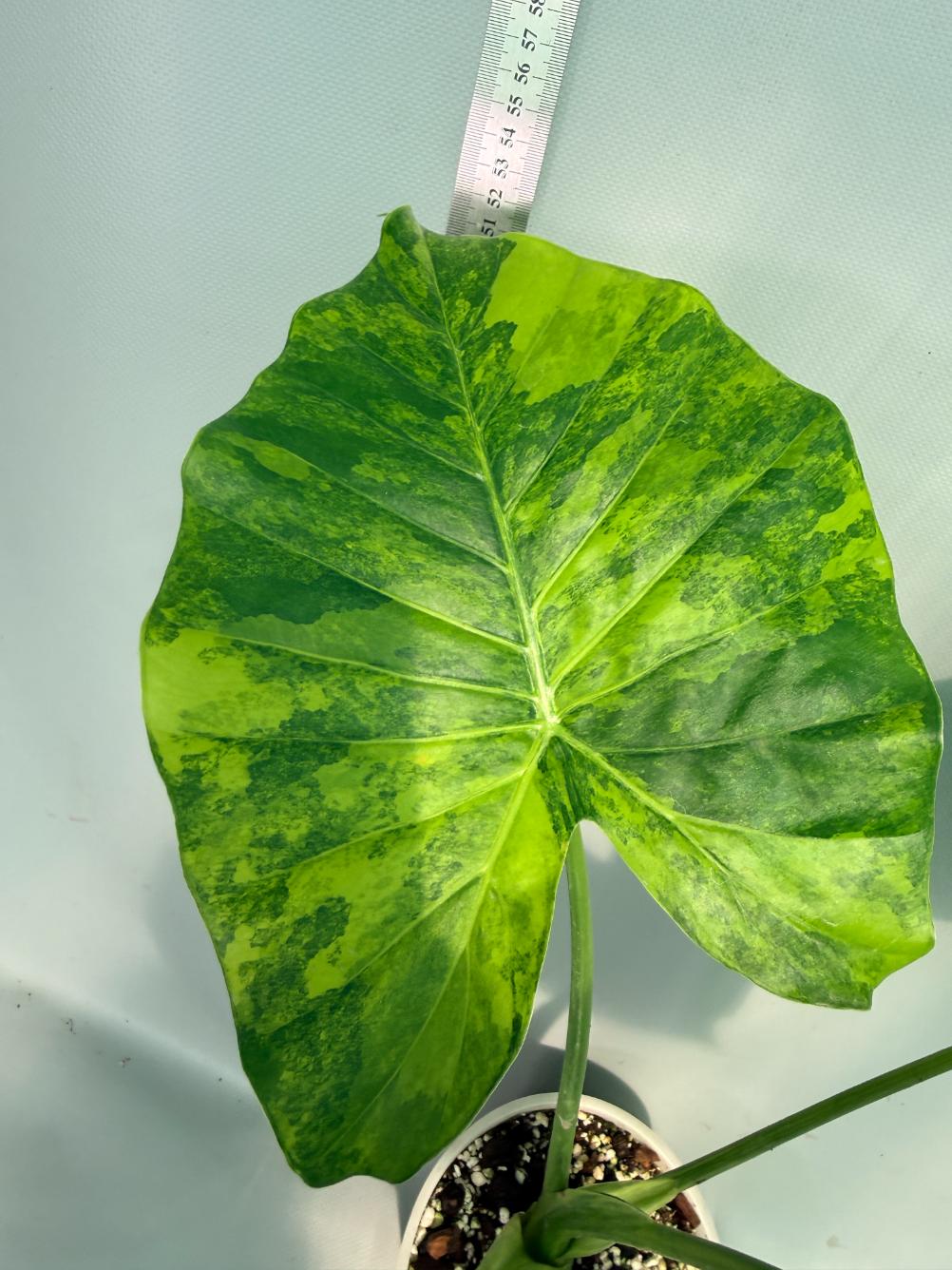 Alocasia Odora Variegata Aurea 6
