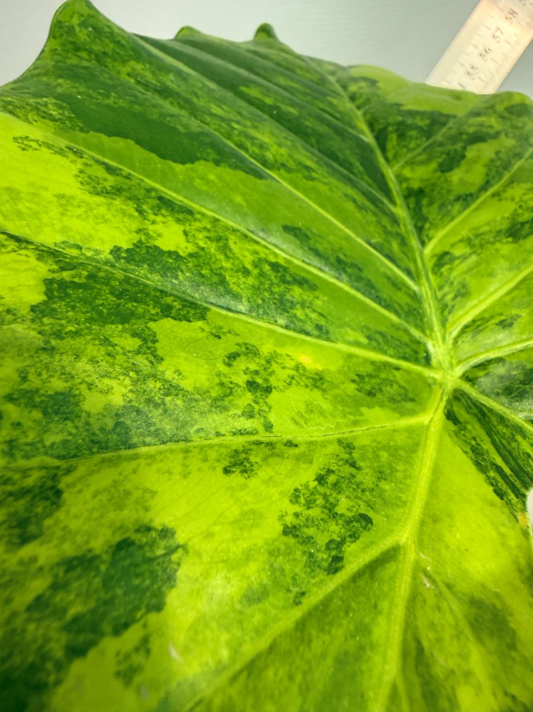Alocasia Odora Variegata Aurea 7