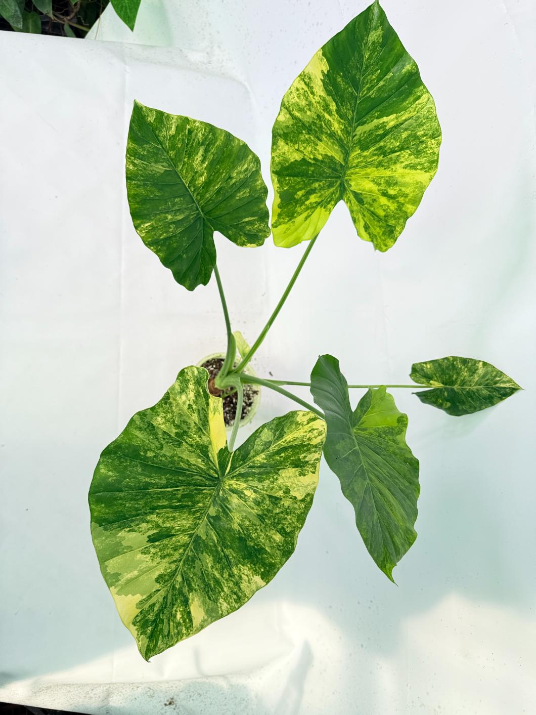 Alocasia Odora Variegata Aurea XL 09