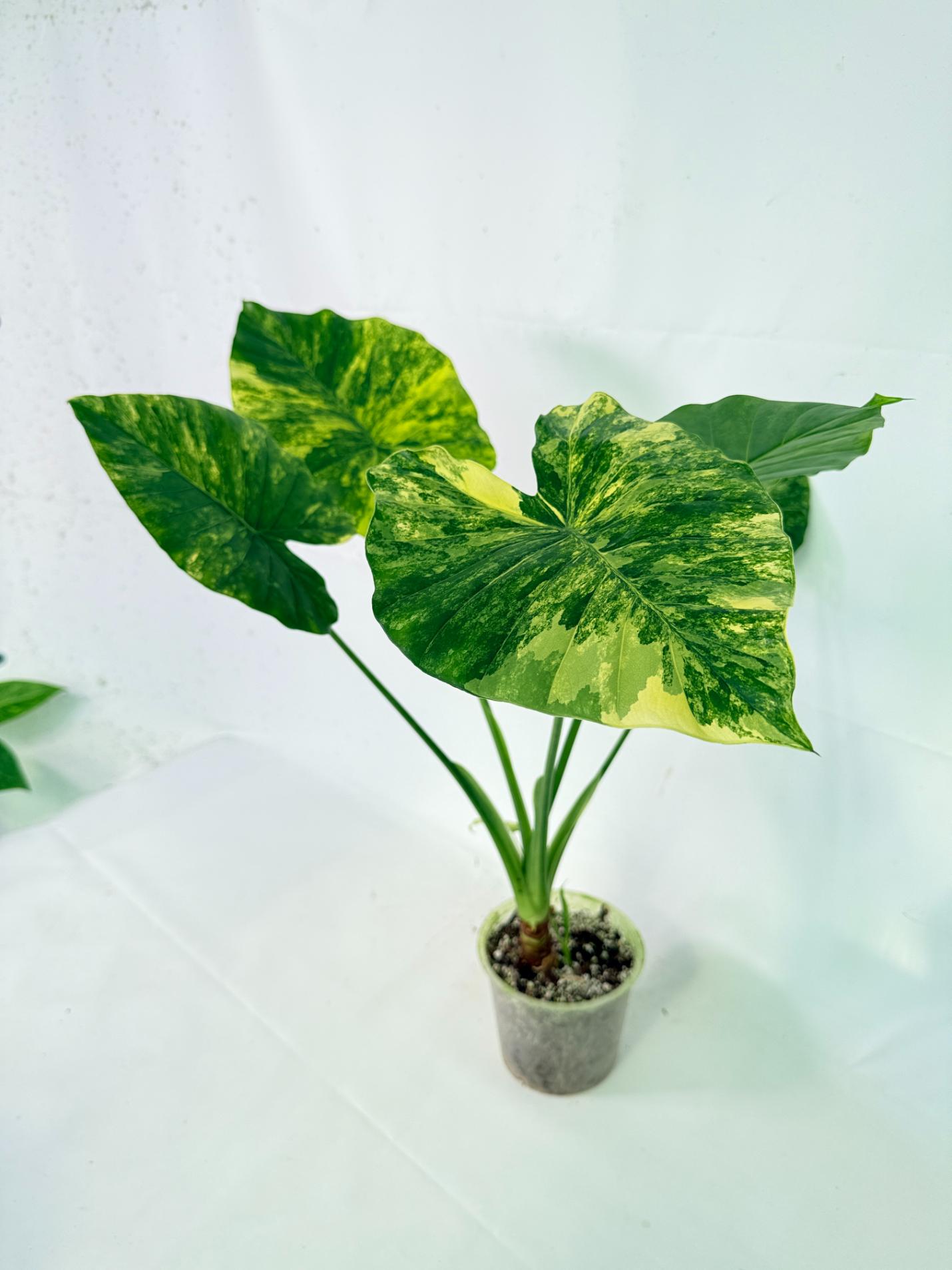 Alocasia Odora Variegata Aurea XL 10