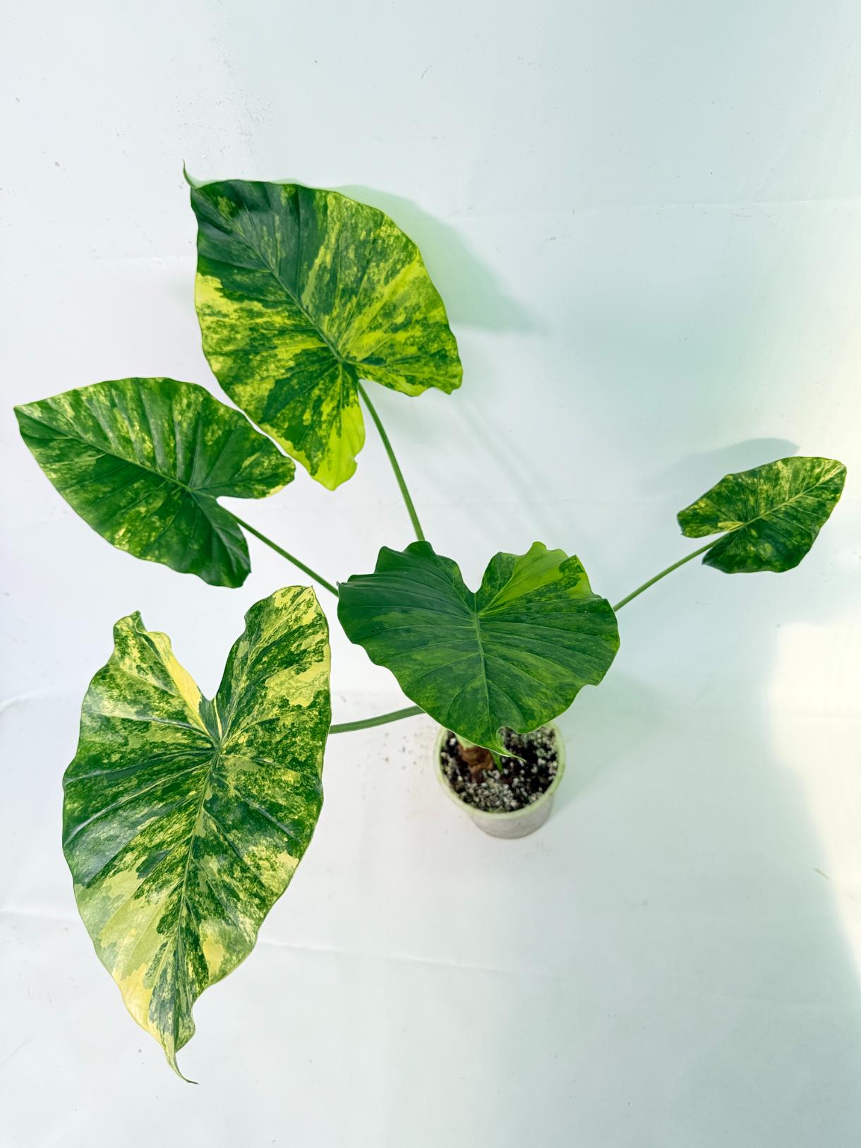 Alocasia Odora Variegata Aurea XL 11