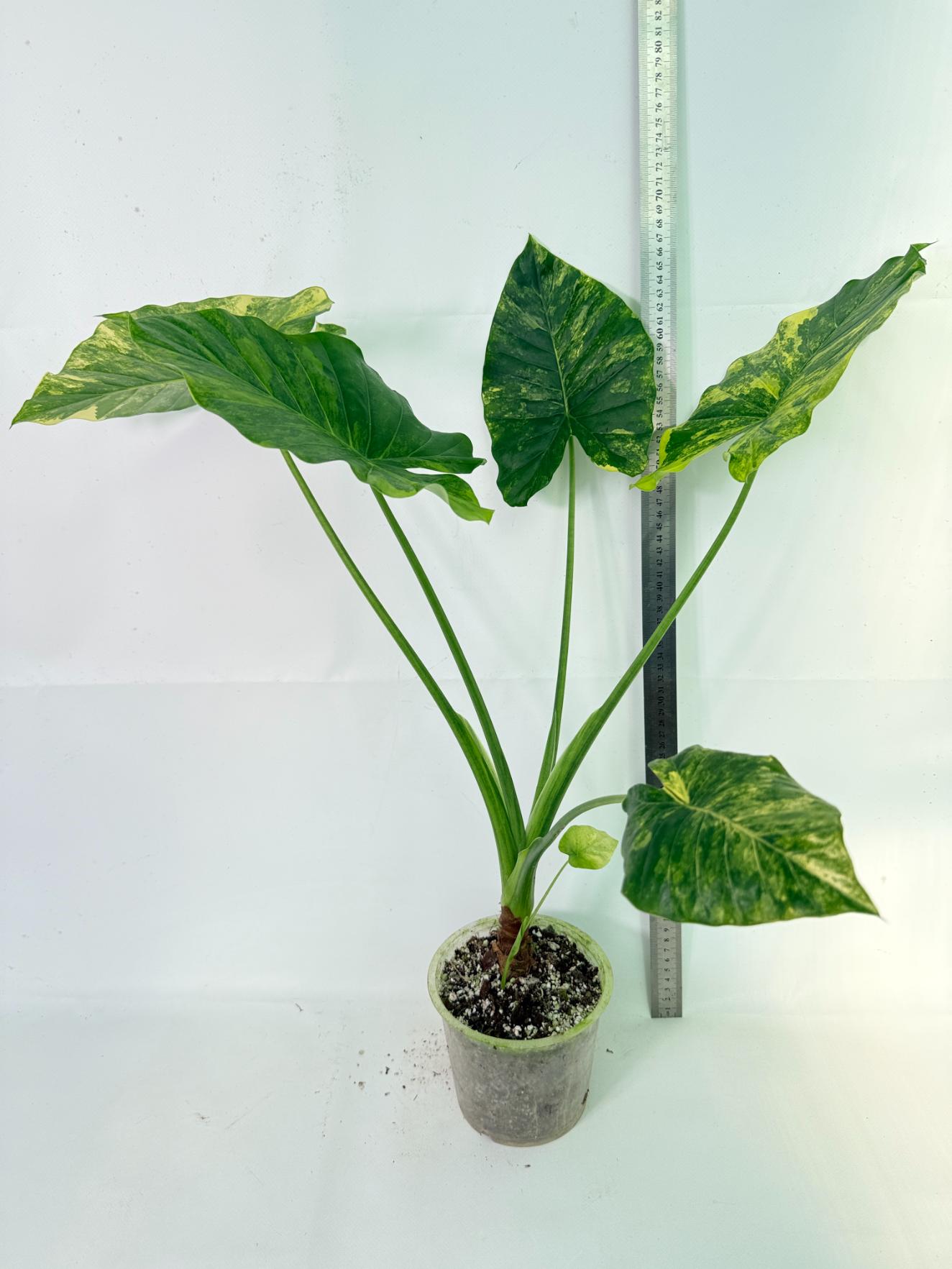 Alocasia Odora Variegata Aurea XL 01