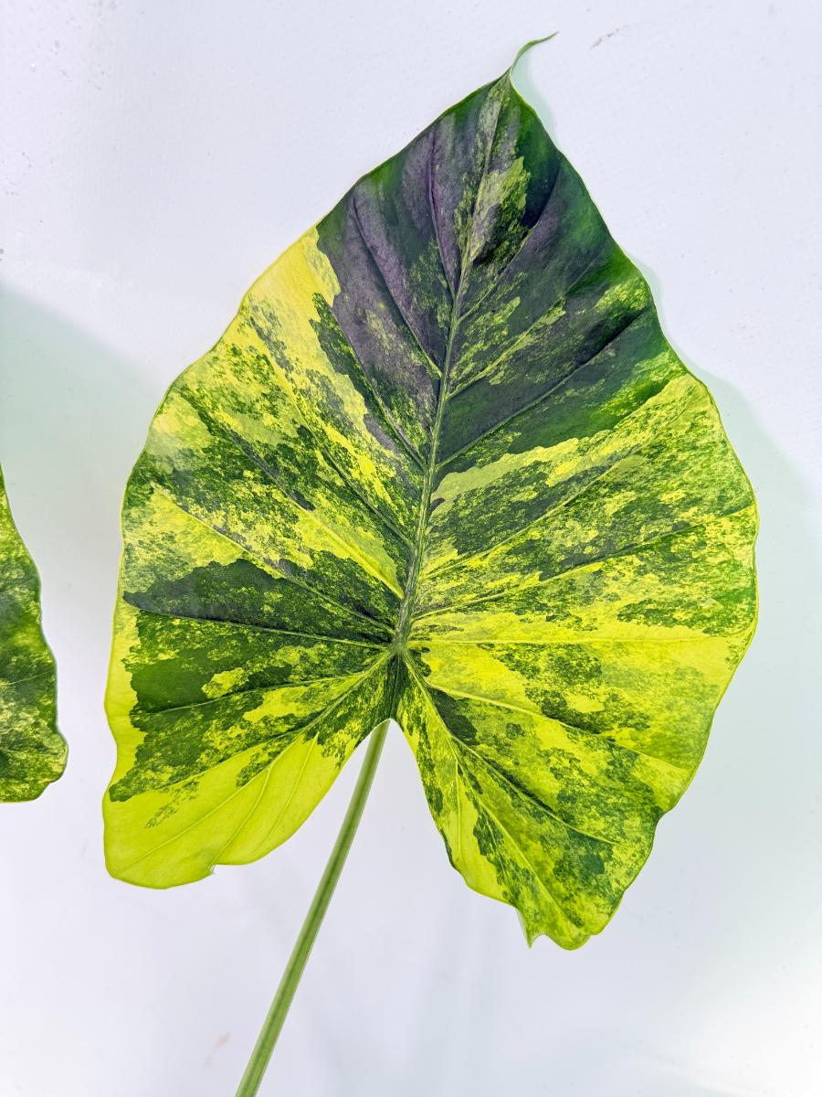 Alocasia Odora Variegata Aurea XL 02