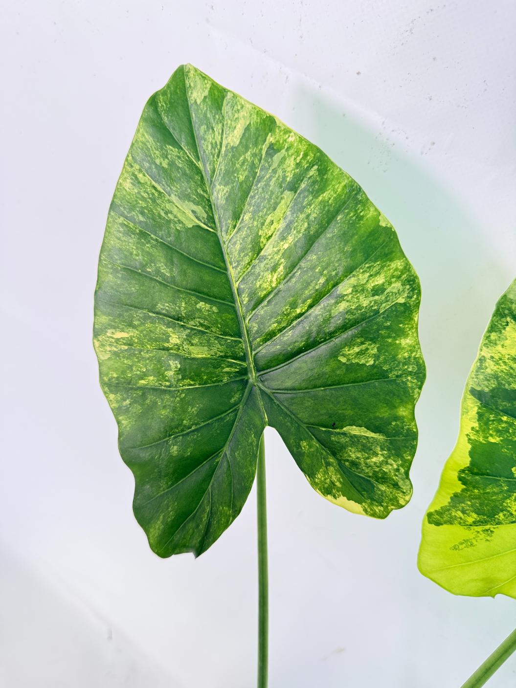 Alocasia Odora Variegata Aurea XL 03