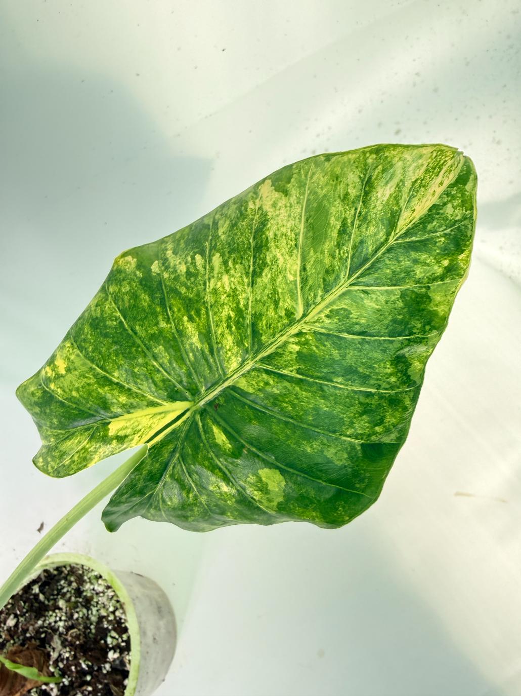 Alocasia Odora Variegata Aurea XL 04