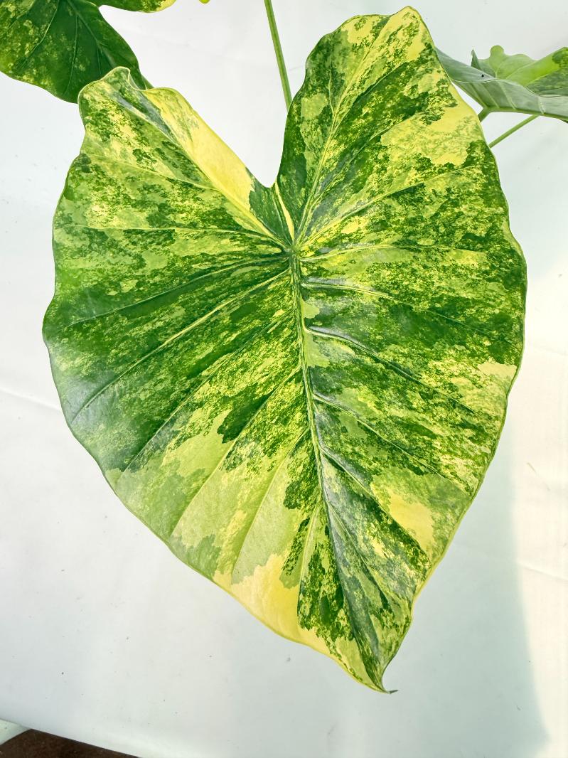 Alocasia Odora Variegata Aurea XL 05