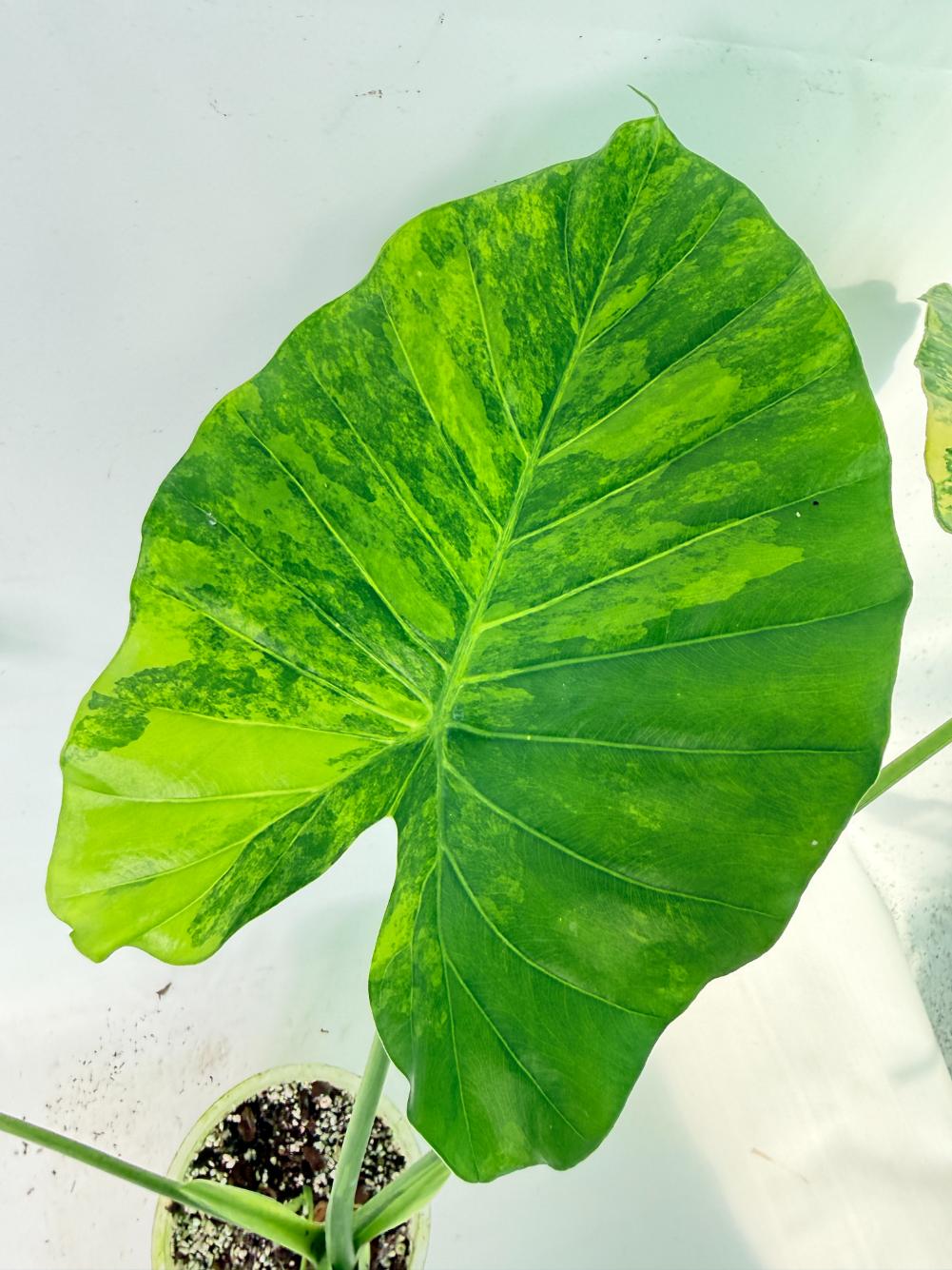 Alocasia Odora Variegata Aurea XL 06