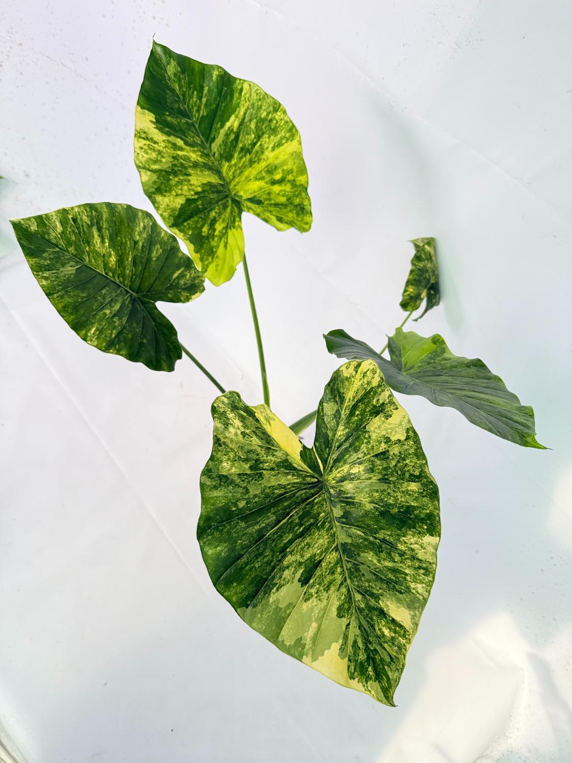 Alocasia Odora Variegata Aurea XL 08