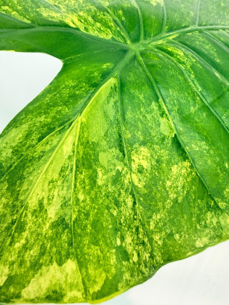 Alocasia Odora Variegata Aurea 1