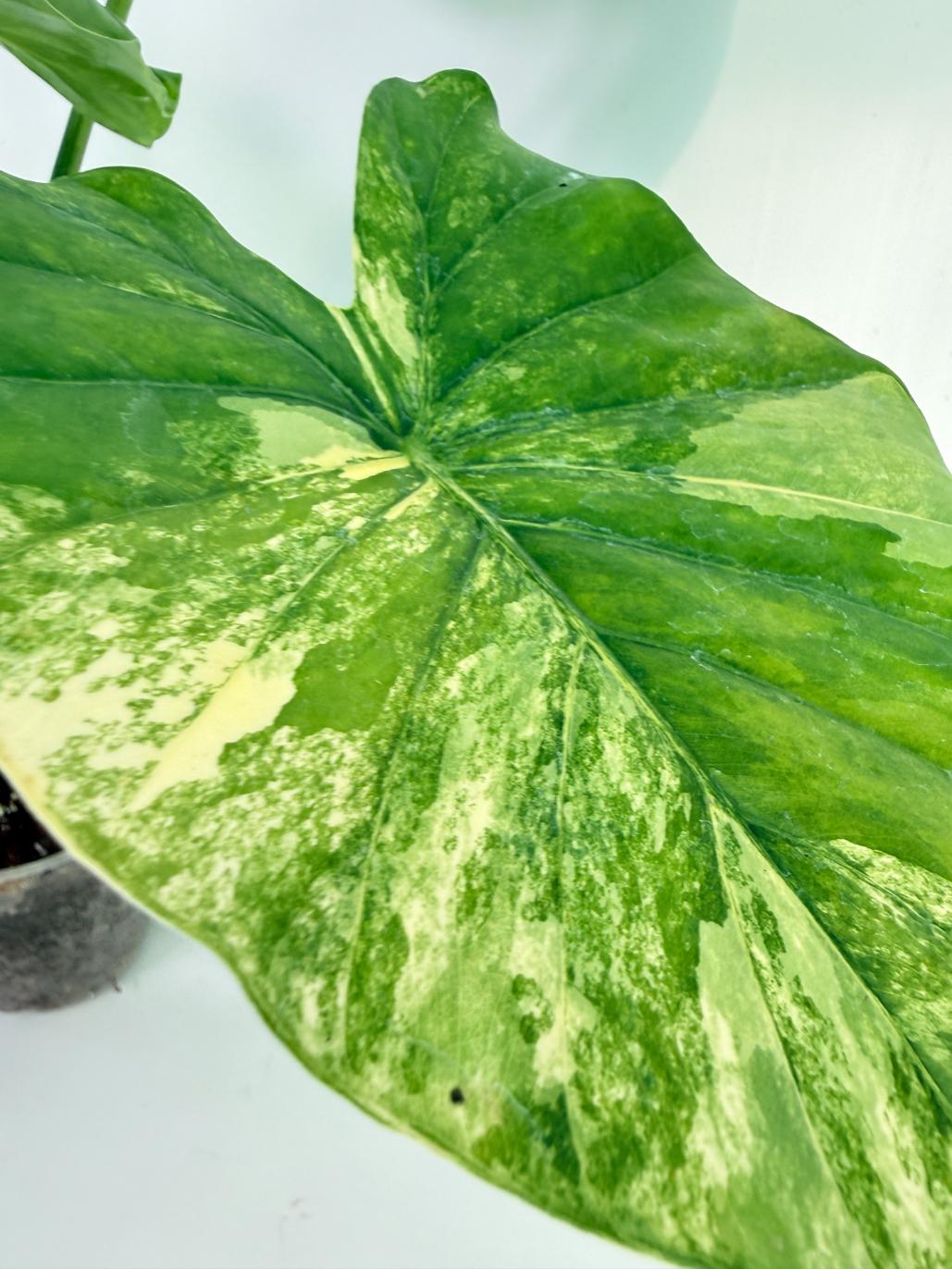 Alocasia Odora Variegata Aurea 3