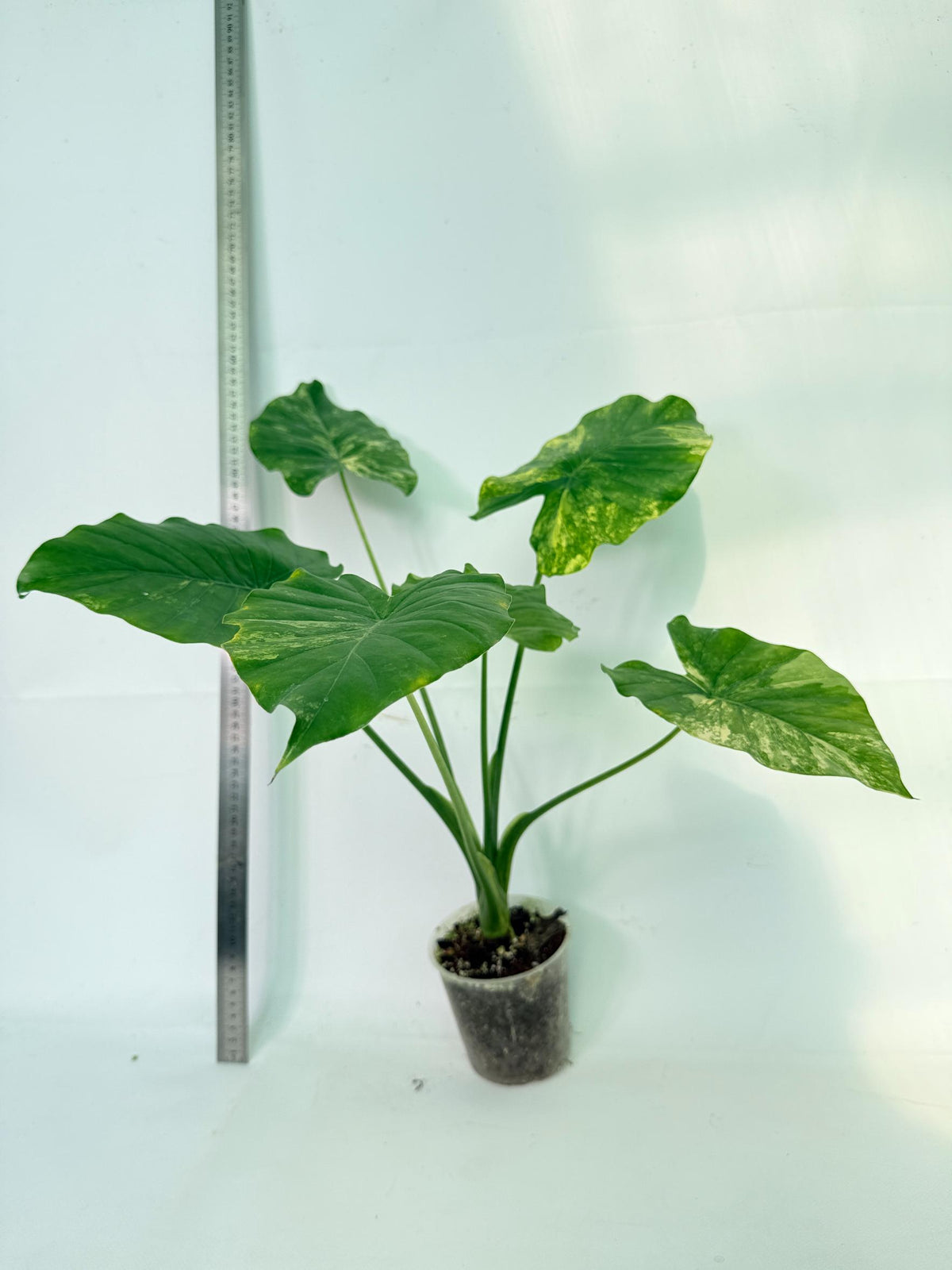 Alocasia Odora Variegata Aurea 4