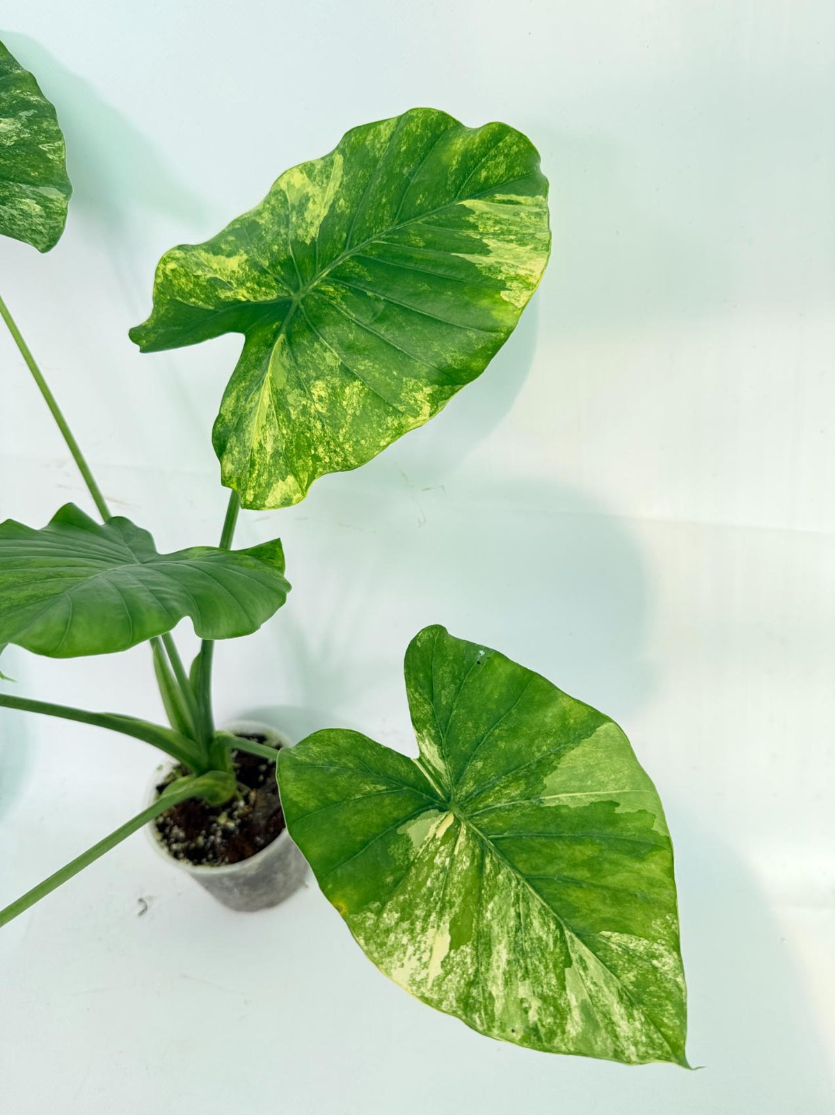 Alocasia Odora Variegata Aurea 6