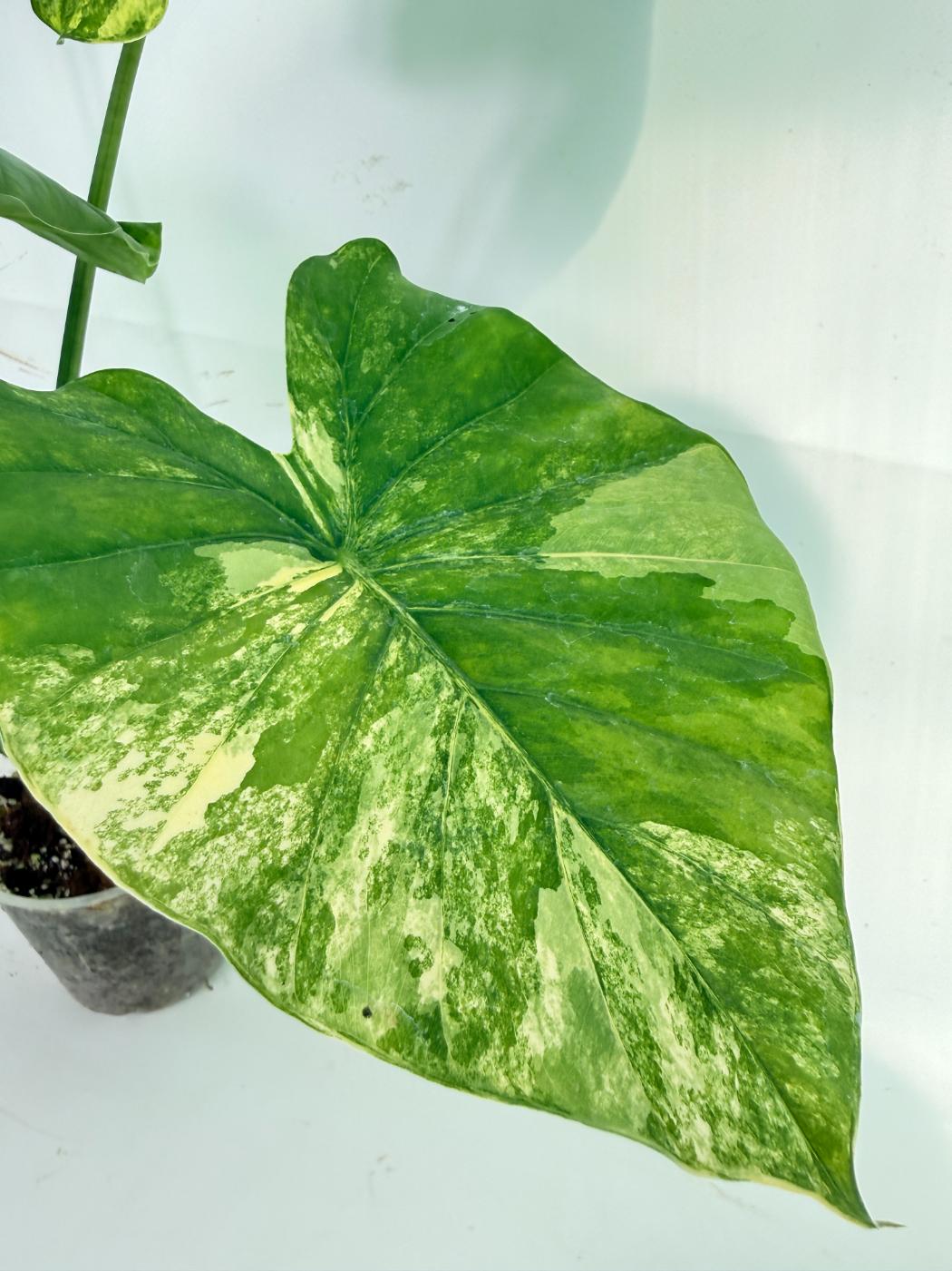 Alocasia Odora Variegata Aurea 7