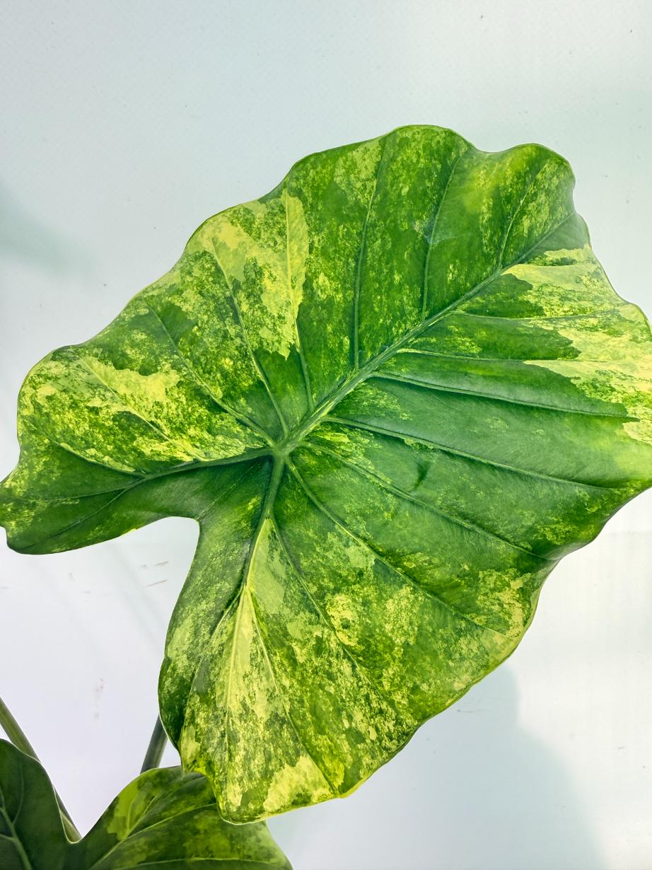 Alocasia Odora Variegata Aurea 5
