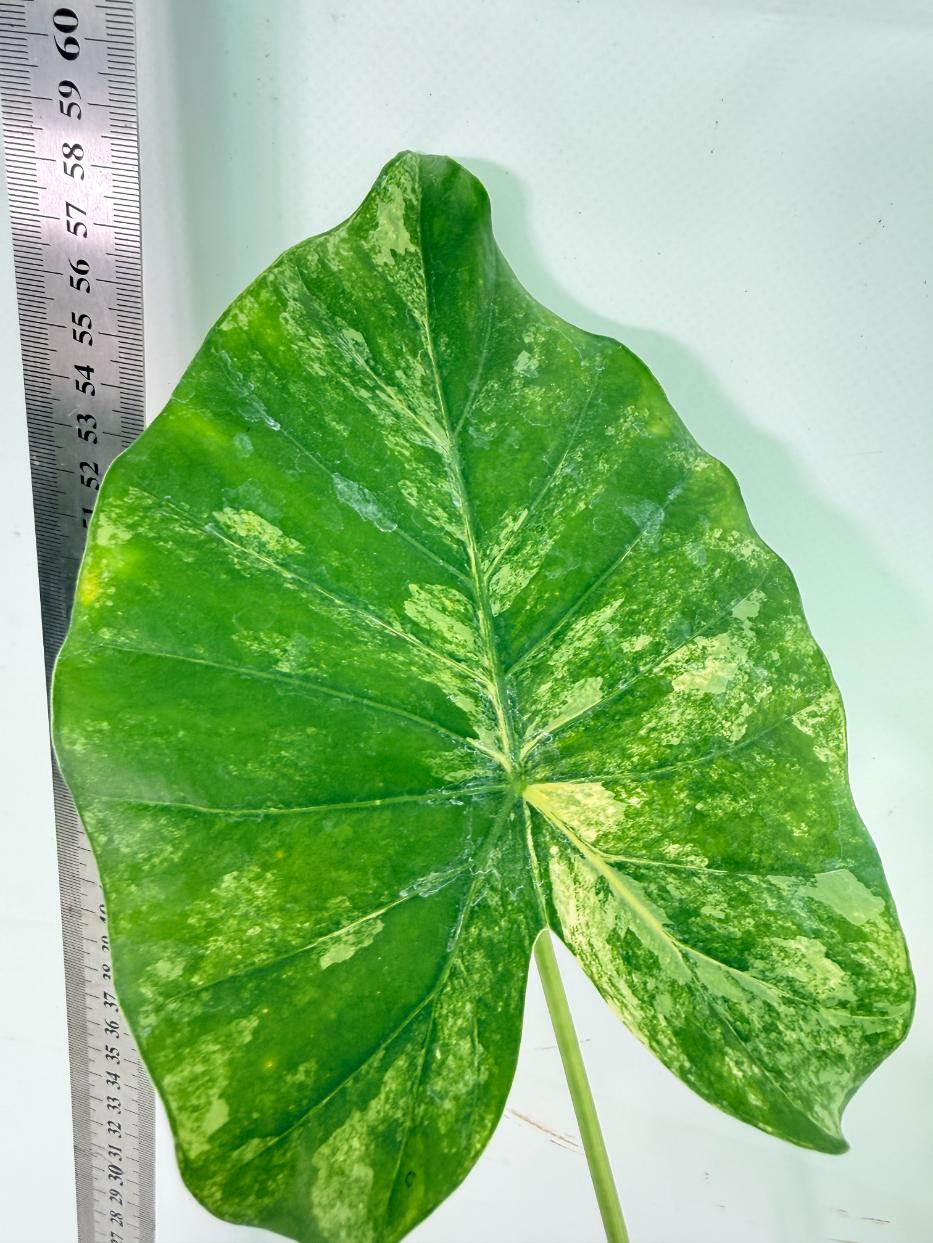 Alocasia Odora Variegata Aurea 8