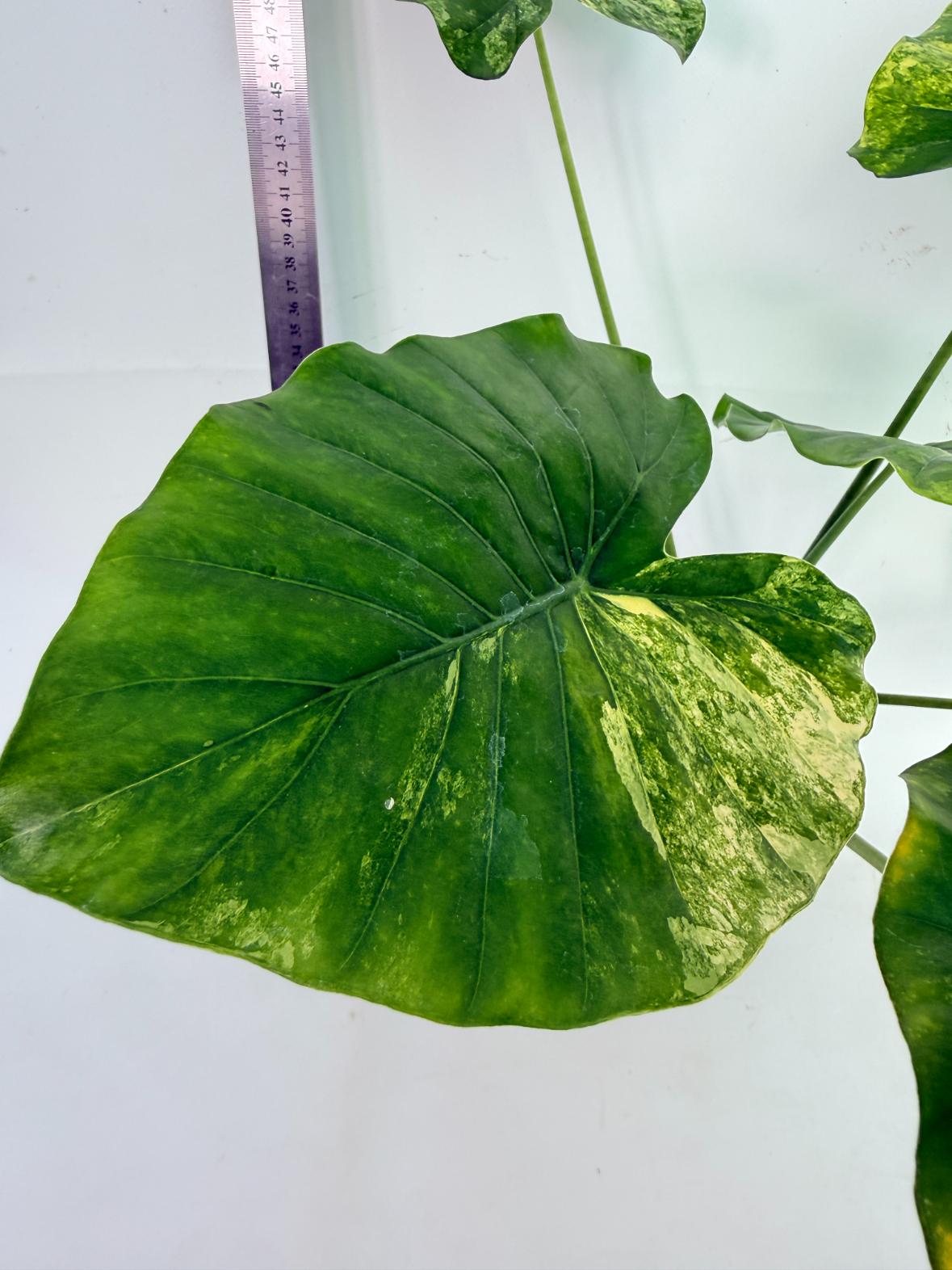 Alocasia Odora Variegata Aurea 9