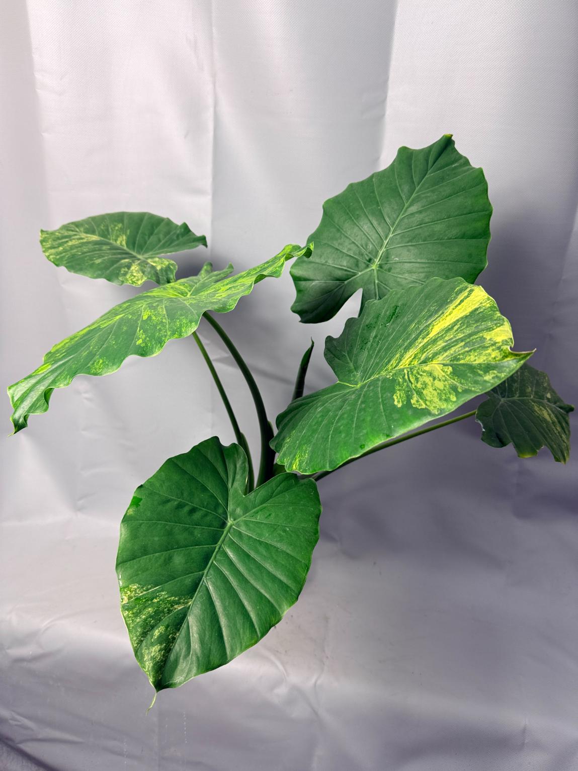 Alocasia Odora Variegata Aurea XL 1