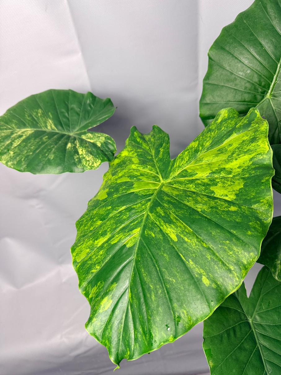 Alocasia Odora Variegata Aurea XL 2