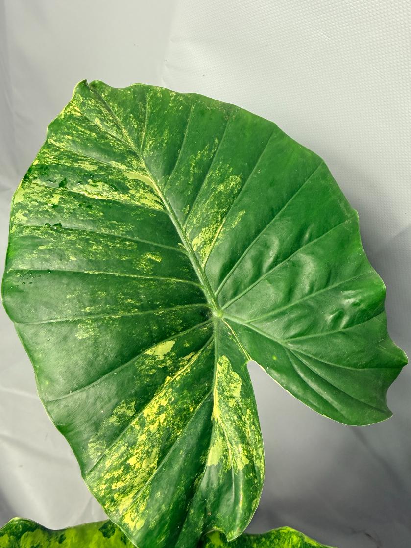Alocasia Odora Variegata Aurea XL  3