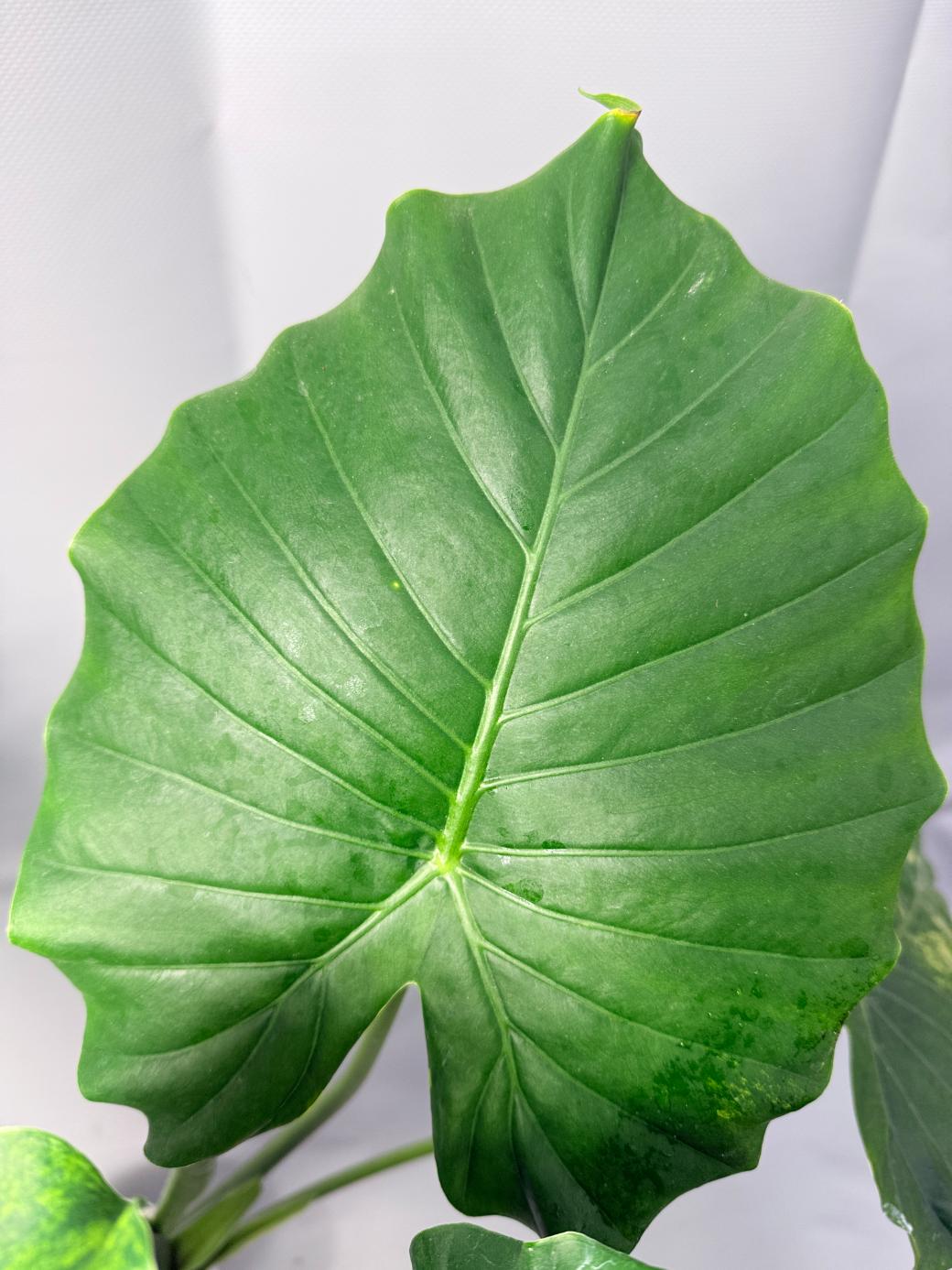 Alocasia Odora Variegata Aurea XL 4