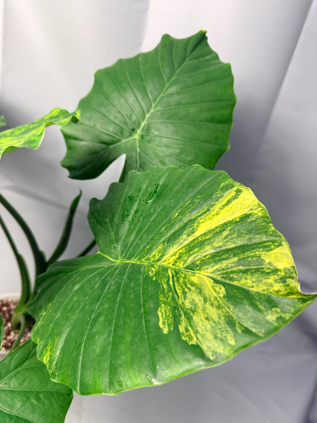 Alocasia Odora Variegata Aurea XL  5