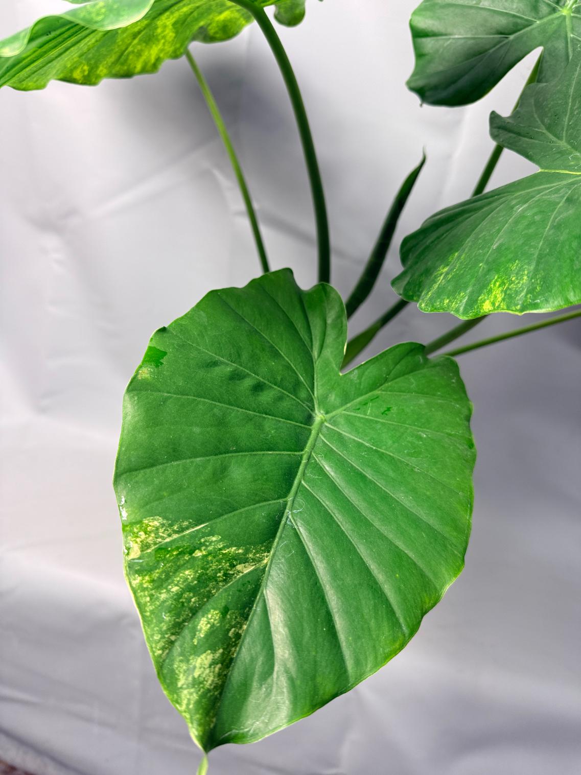 Alocasia Odora Variegata Aurea XL  6