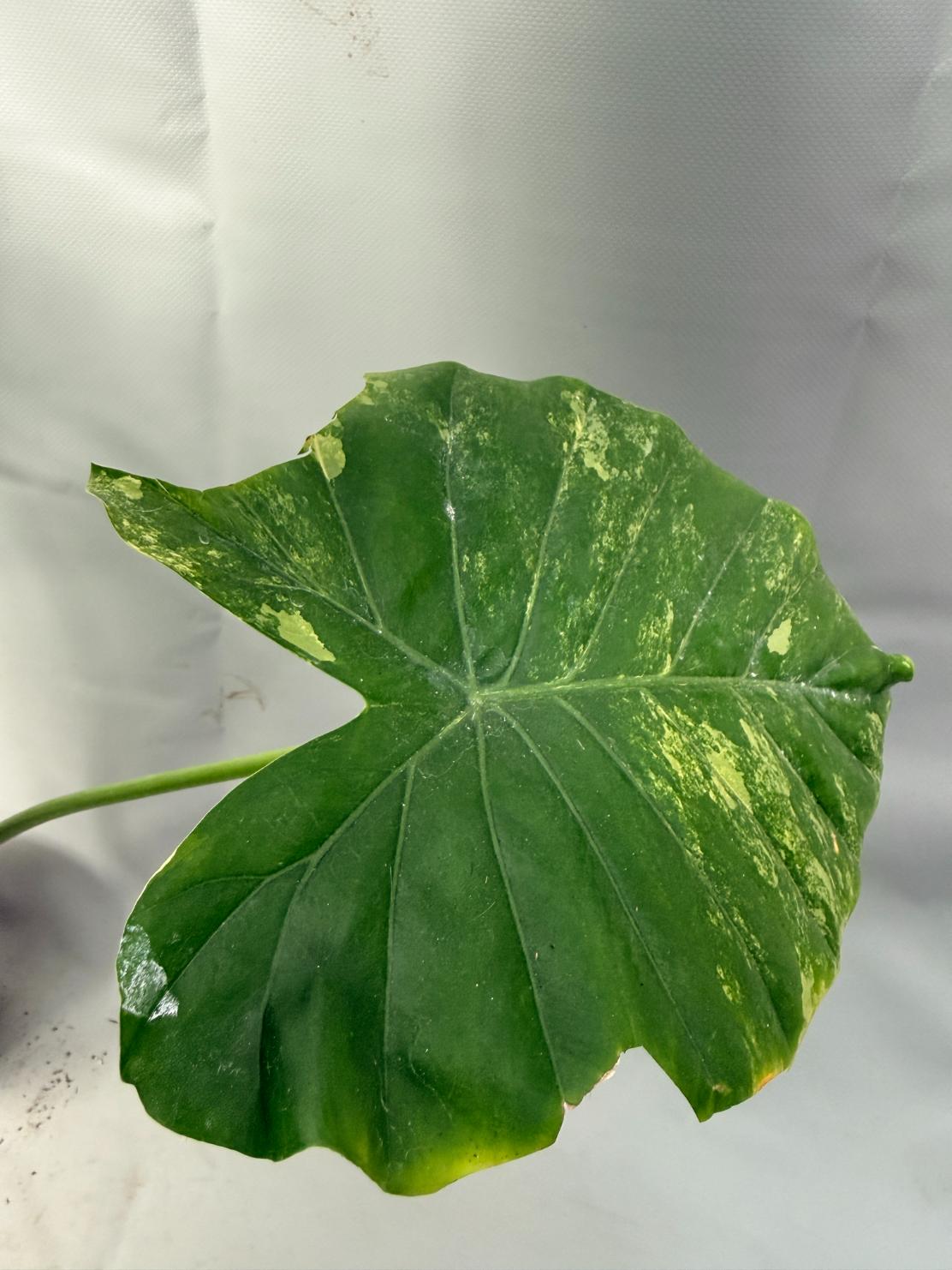 Alocasia Odora Variegata Aurea XL  7