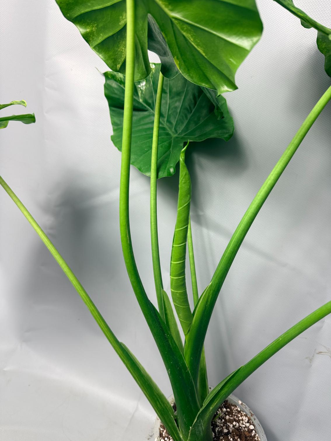 Alocasia Odora Variegata Aurea XL  8
