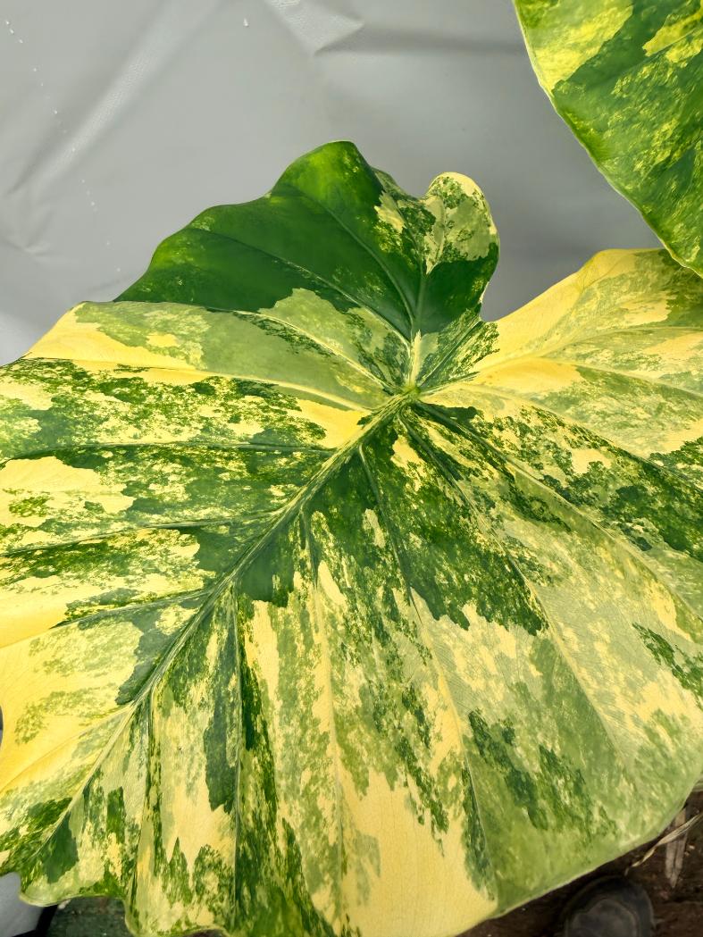 Alocasia Odora Variegata Aurea XL 4