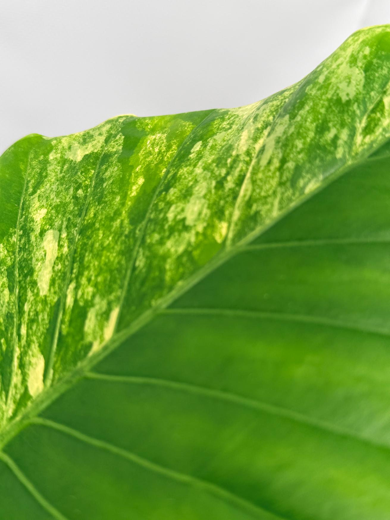 Alocasia Odora Variegata Aurea 08