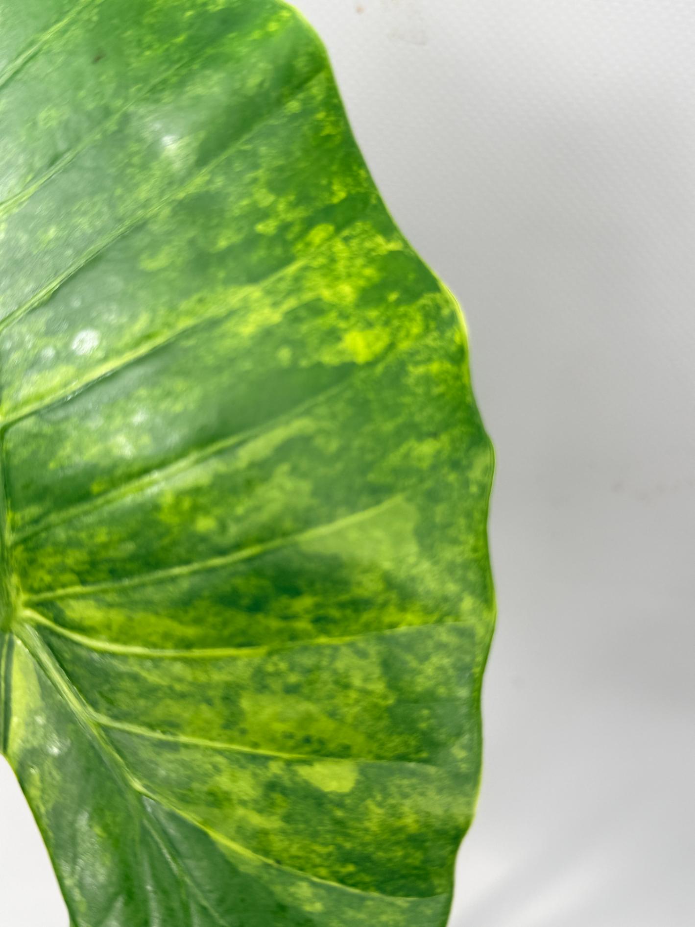 Alocasia Odora Variegata Aurea