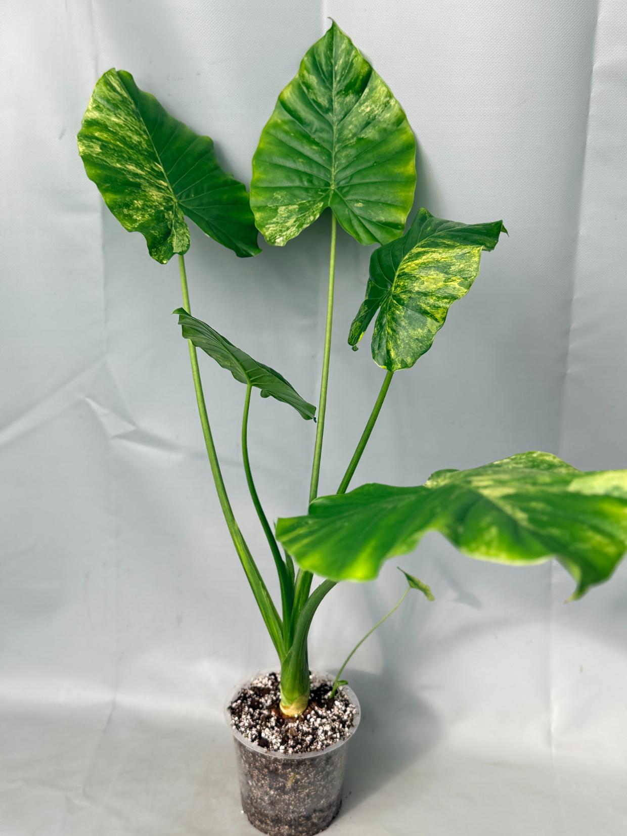 Alocasia Odora Variegata Aurea 01