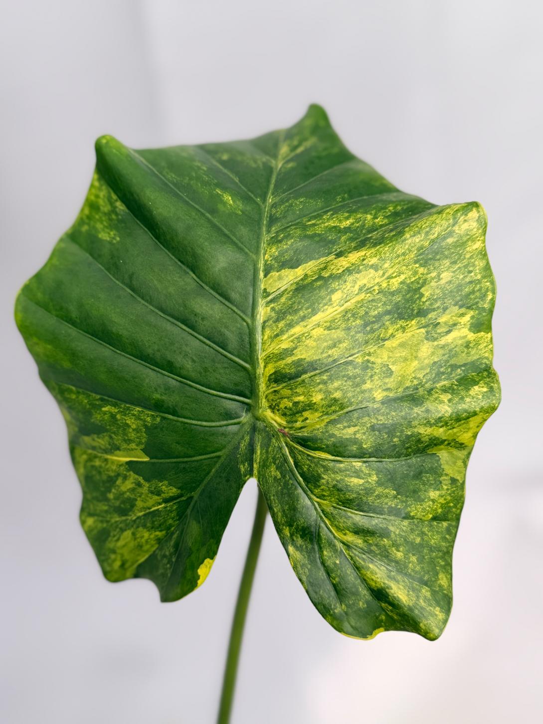 Alocasia Odora Variegata Aurea 02