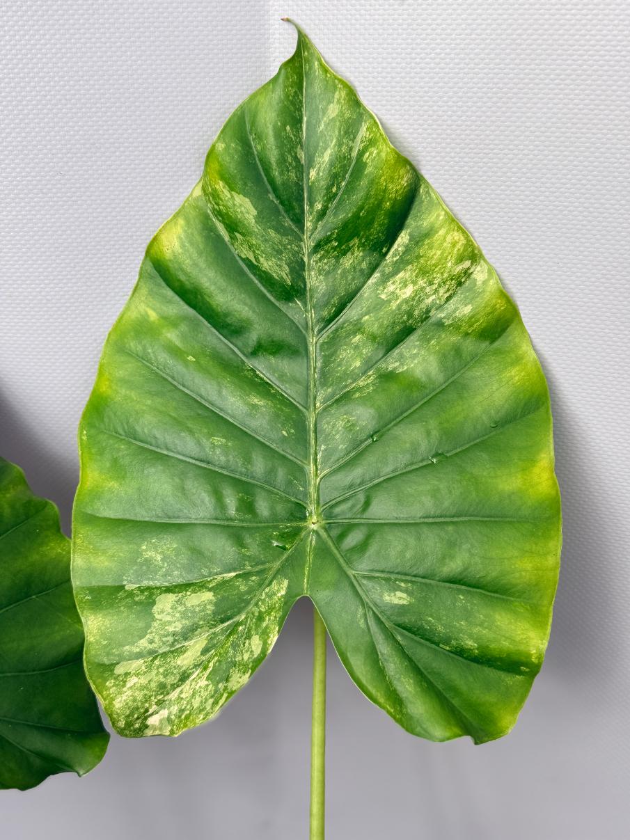 Alocasia Odora Variegata Aurea 03