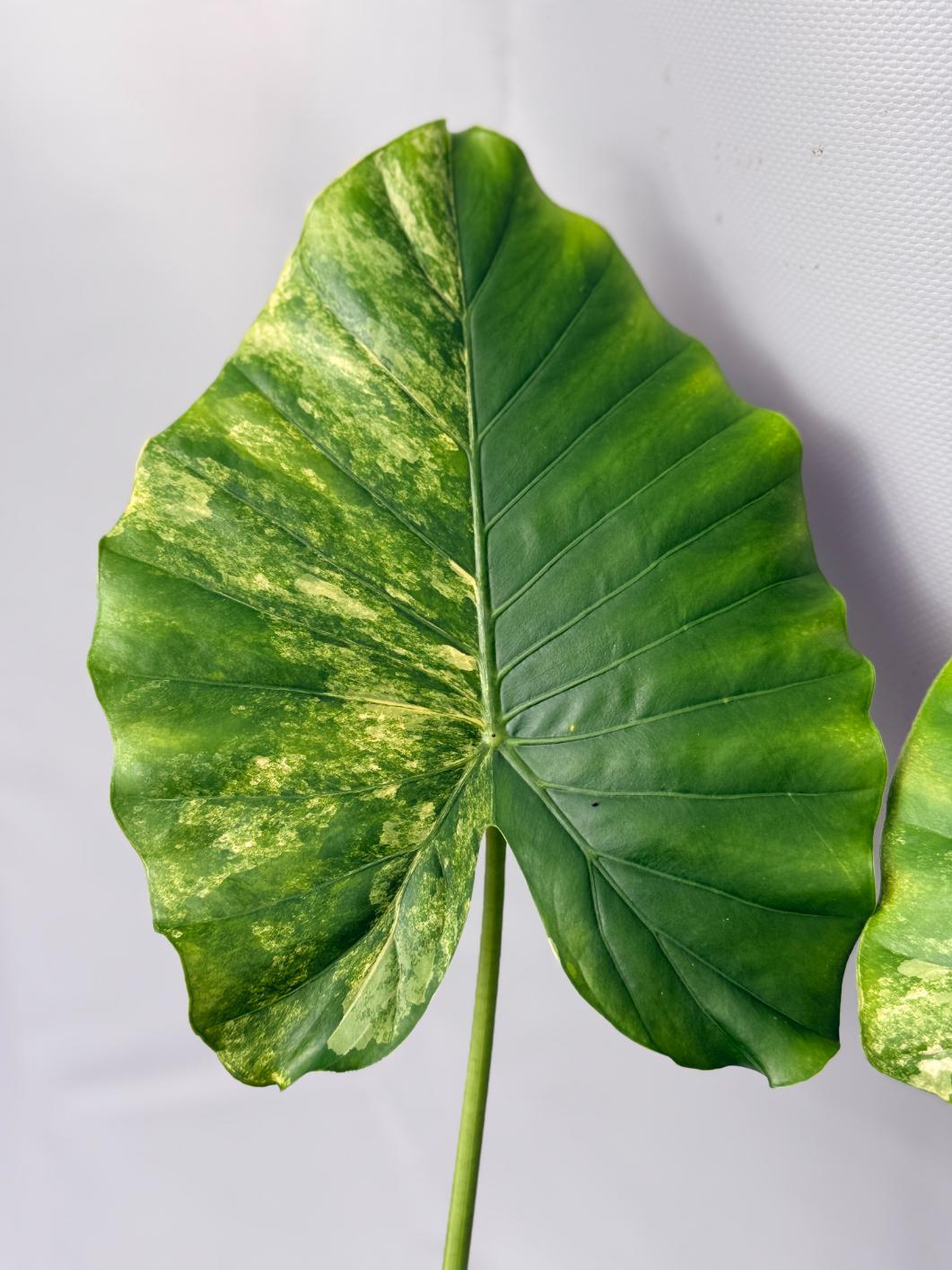 Alocasia Odora Variegata Aurea 04