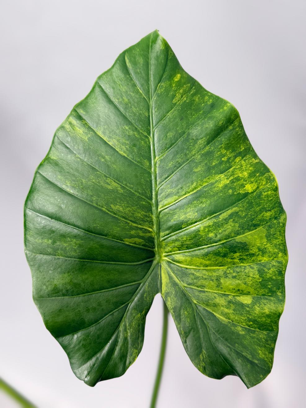 Alocasia Odora Variegata Aurea 05