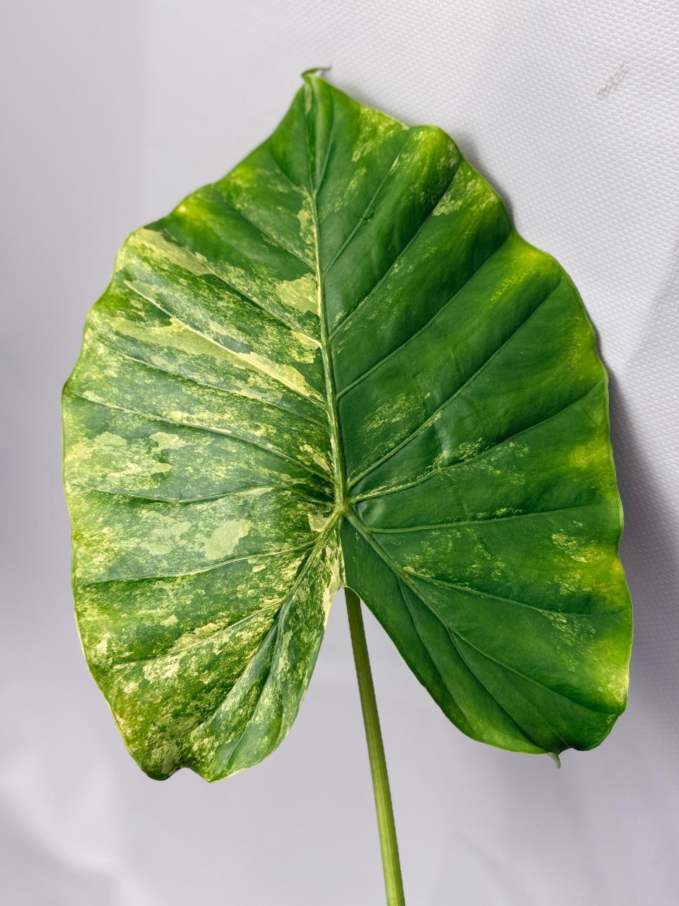 Alocasia Odora Variegata Aurea 06