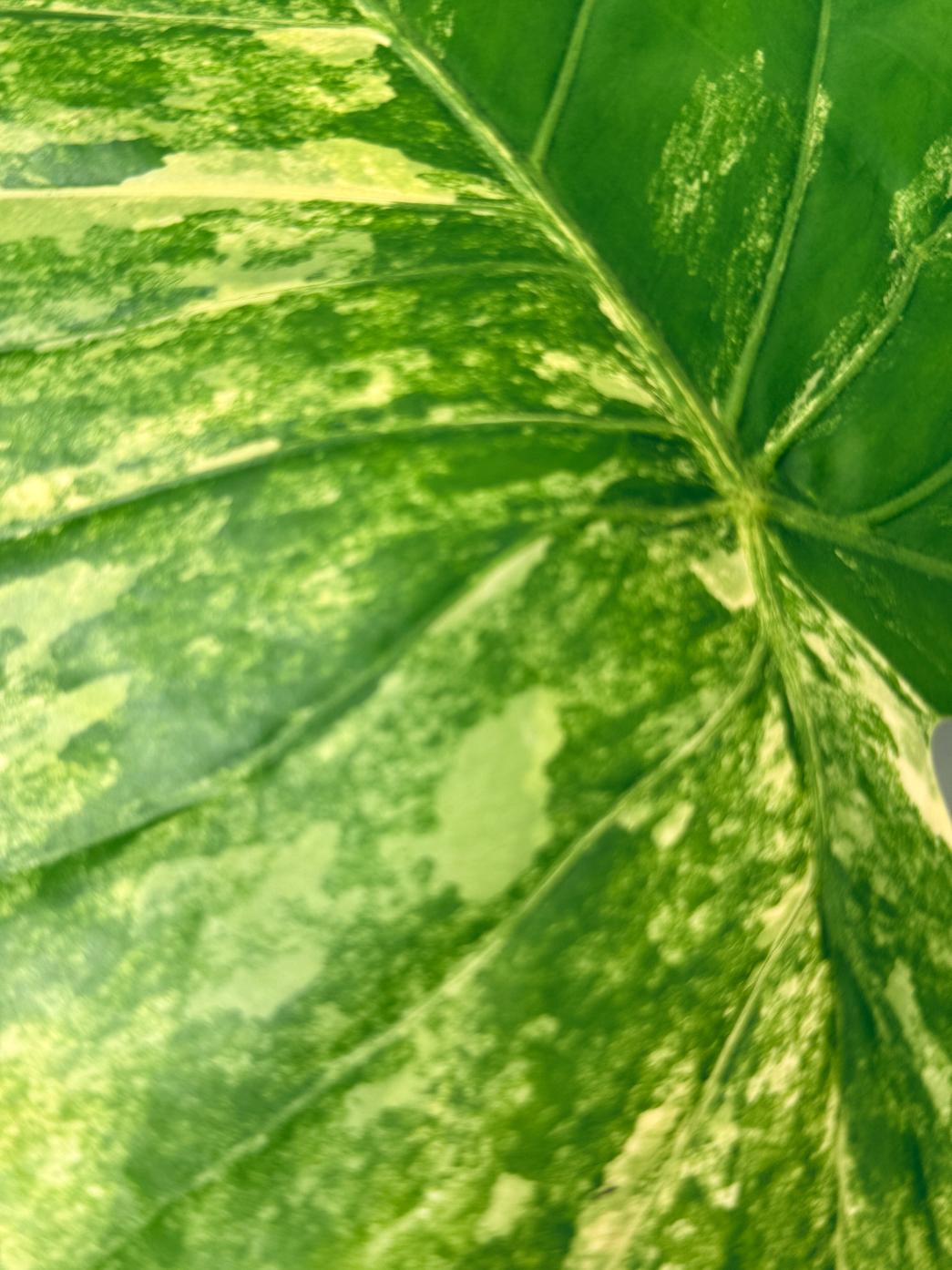 Alocasia Odora Variegata Aurea 07
