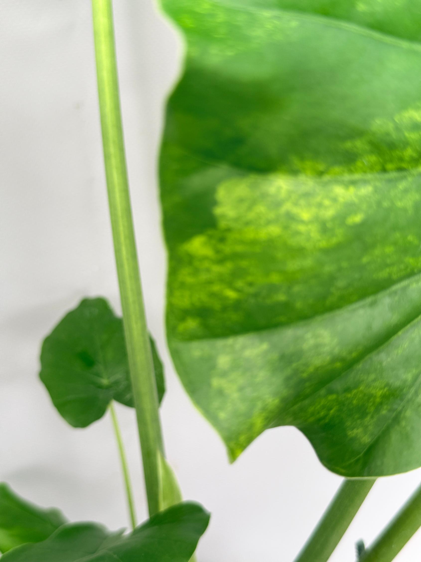 Alocasia Odora Variegata Aurea 06