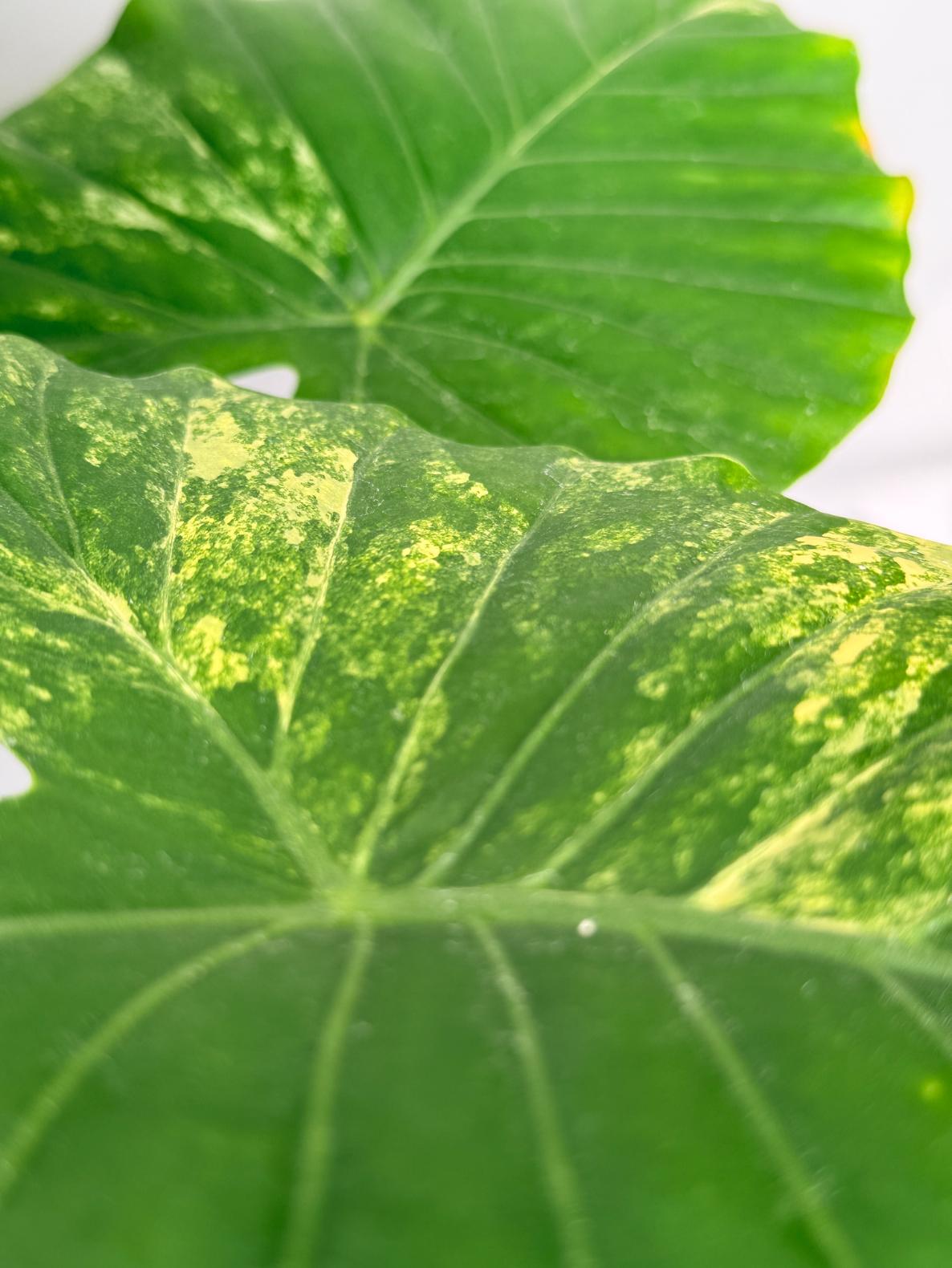 Alocasia Odora Variegata Aurea 07