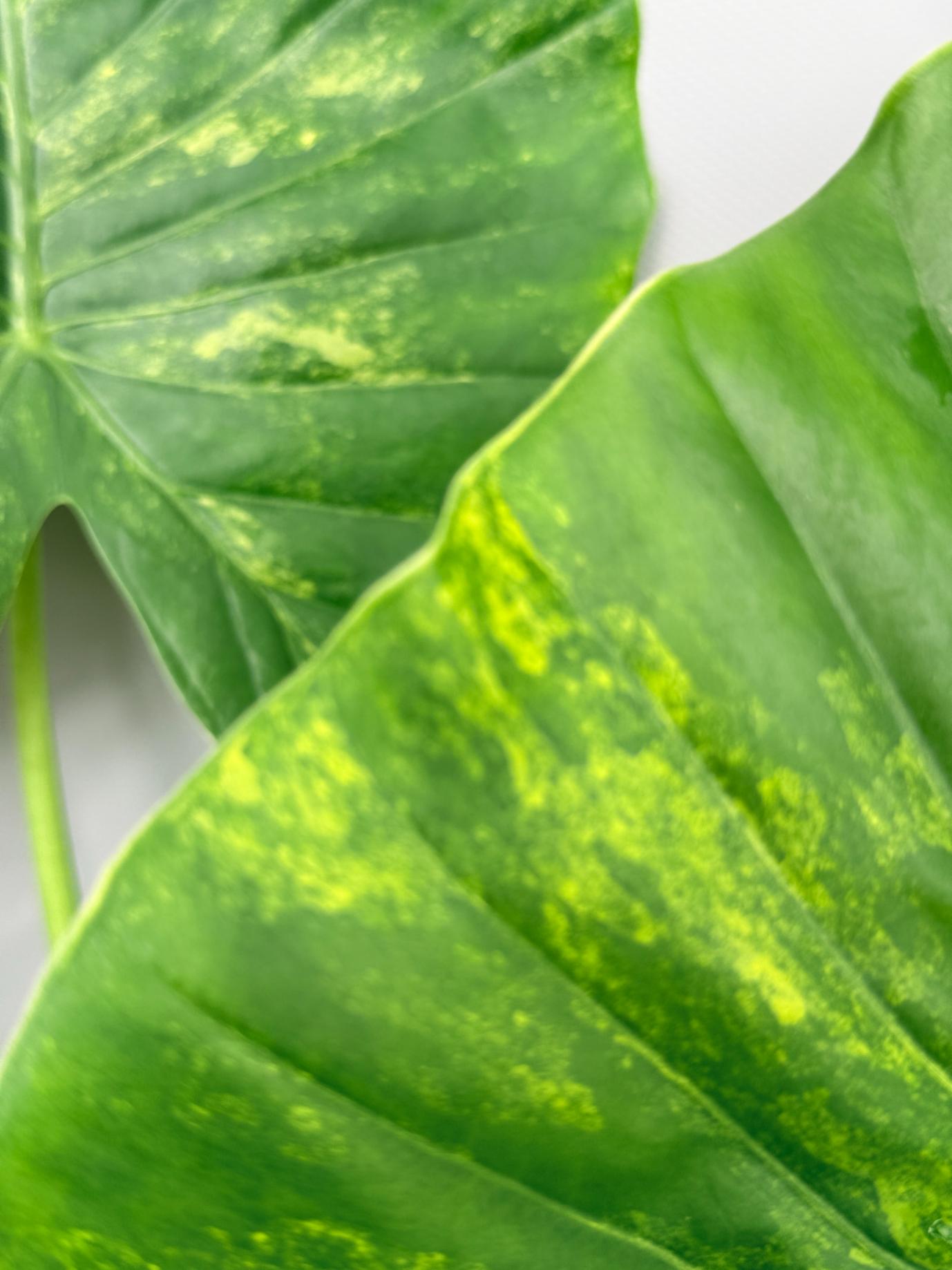 Alocasia Odora Variegata Aurea 08