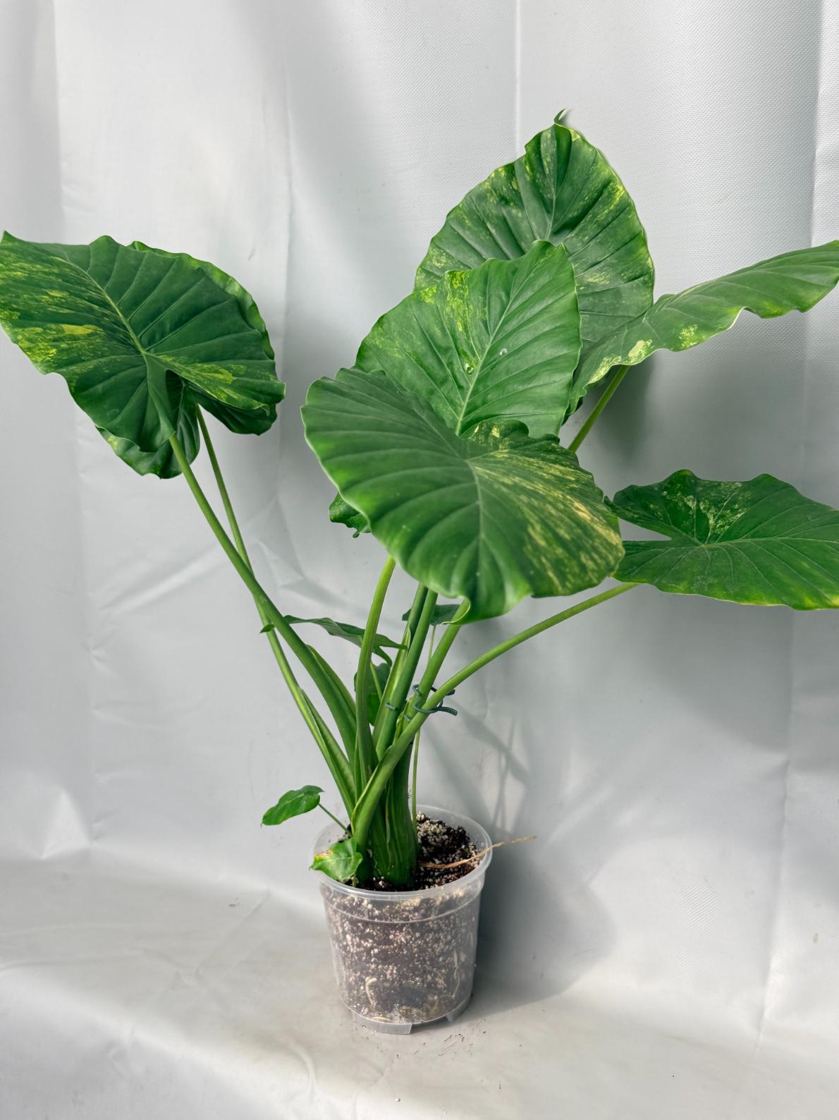 Alocasia Odora Variegata Aurea 01