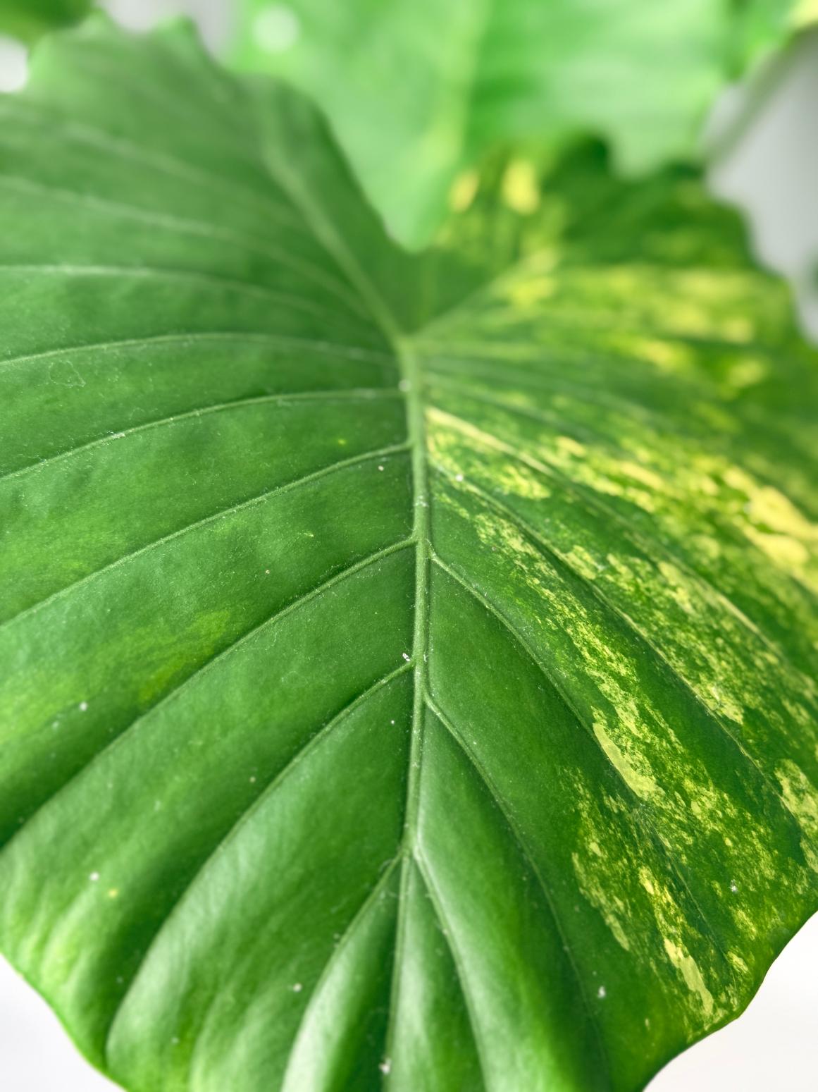 Alocasia Odora Variegata Aurea 02