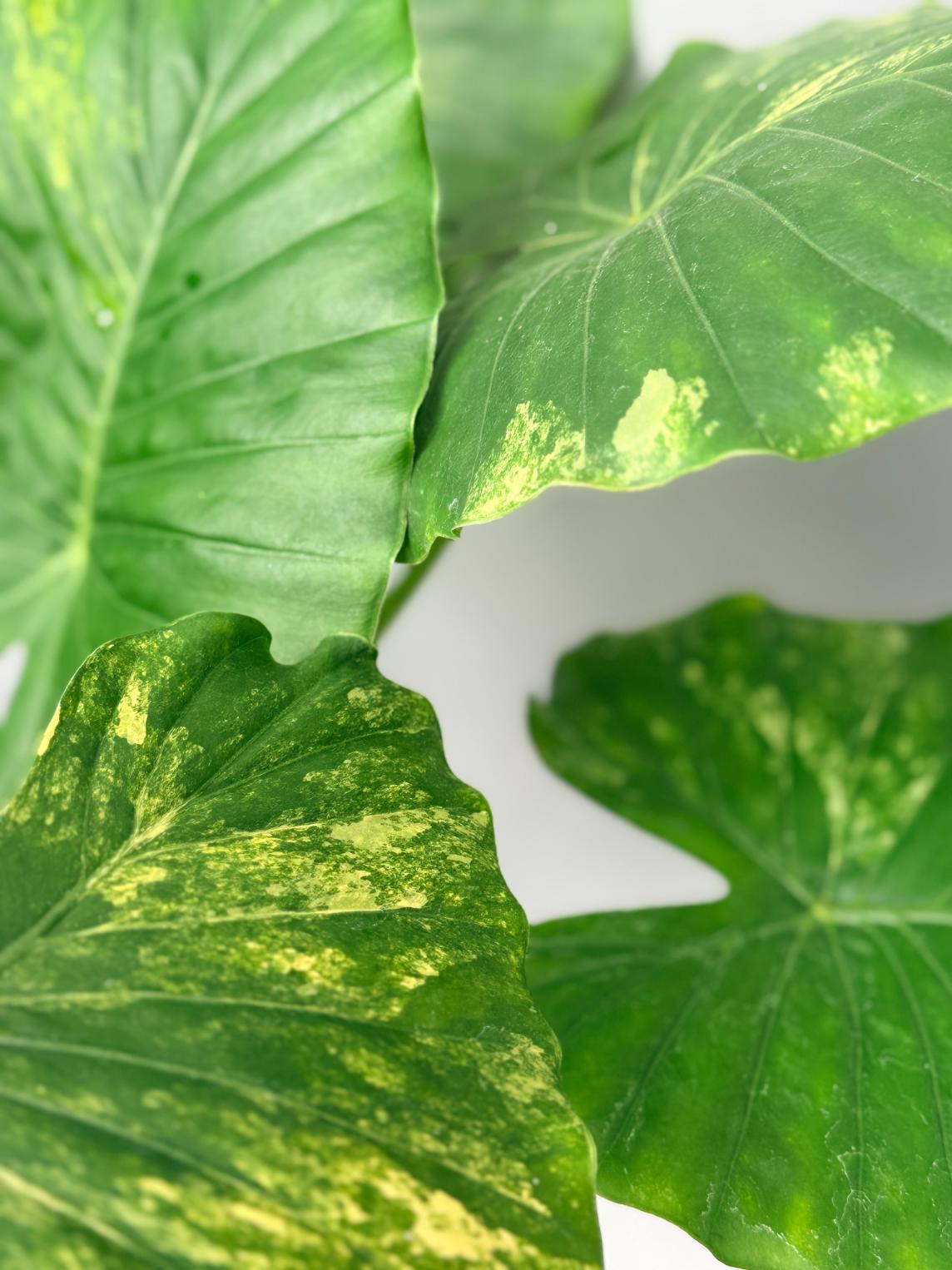 Alocasia Odora Variegata Aurea 03