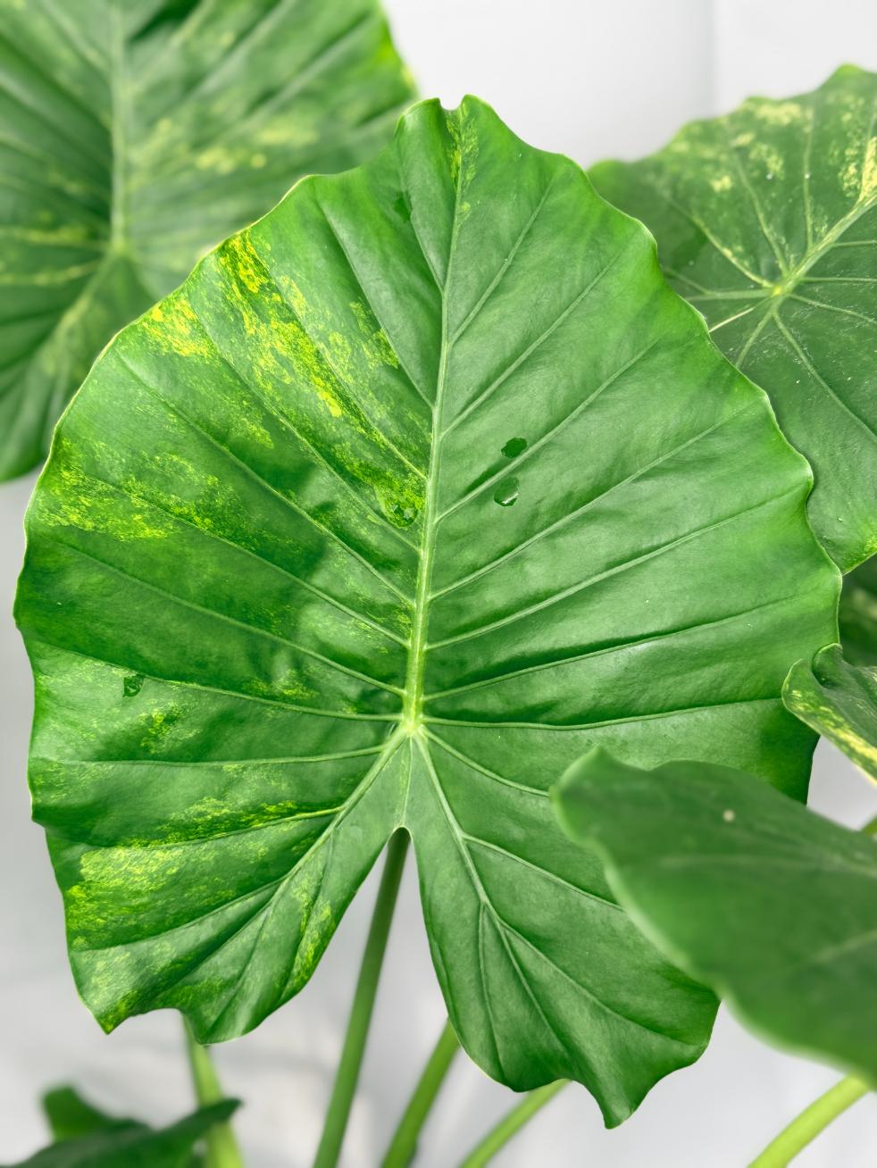 Alocasia Odora Variegata Aurea 04