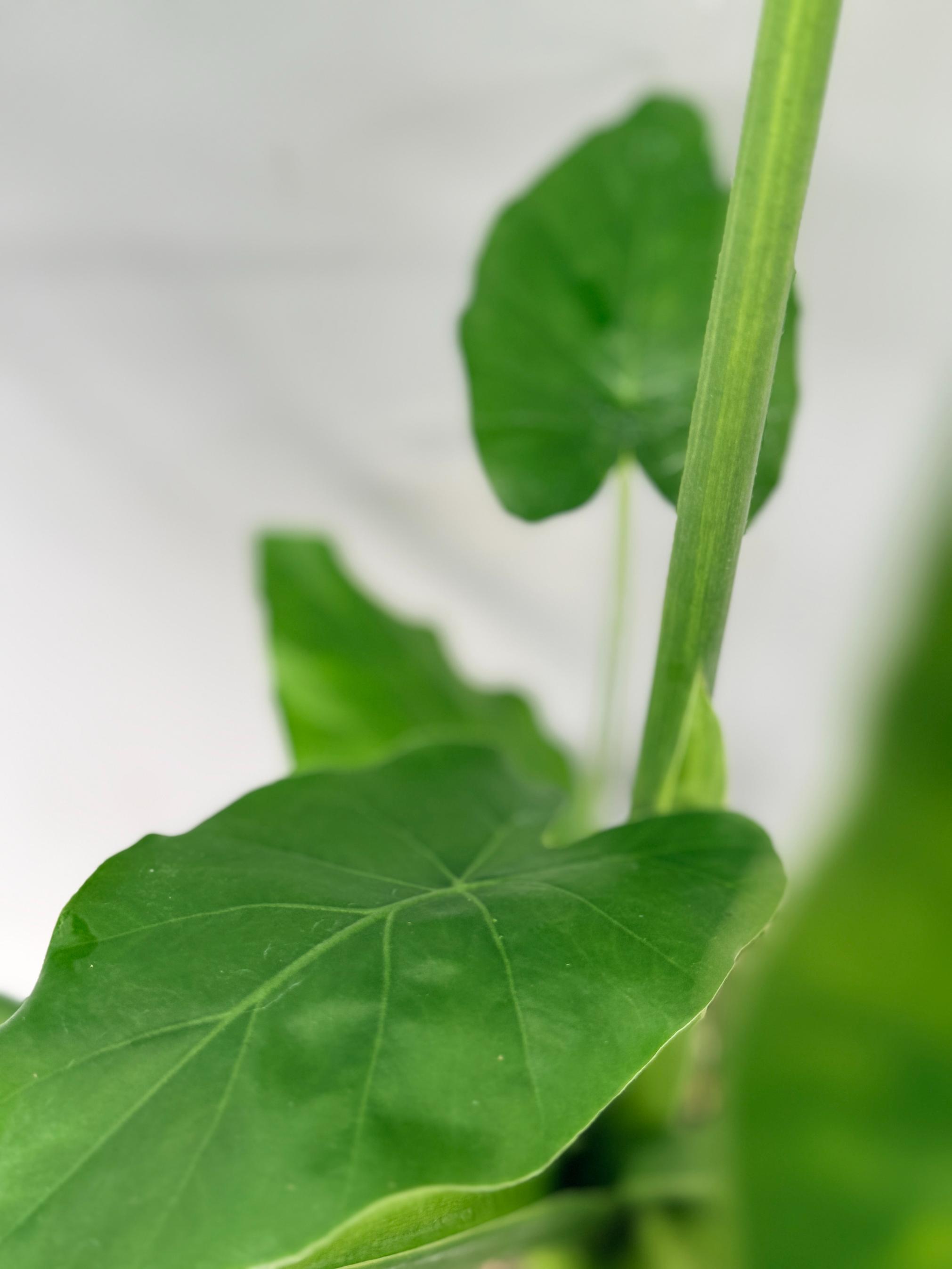 Alocasia Odora Variegata Aurea 05